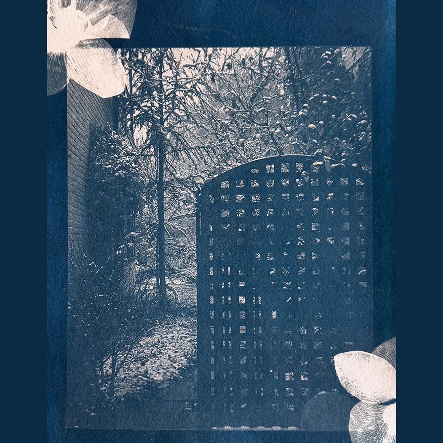 &ldquo;Gateway&rdquo;

🦋 Cyanotype
of Original Photo
toned with Borax and Oak Gall
on Hahnem&uuml;hle Bamboo Mixed Media, 265gsm
featuring Pressed Orchid Blossoms
11&rdquo;x15&rdquo;

#cyanotype&nbsp;#cyanotypeprint&nbsp;#cyanotypeart&nbsp;
#cyanoty