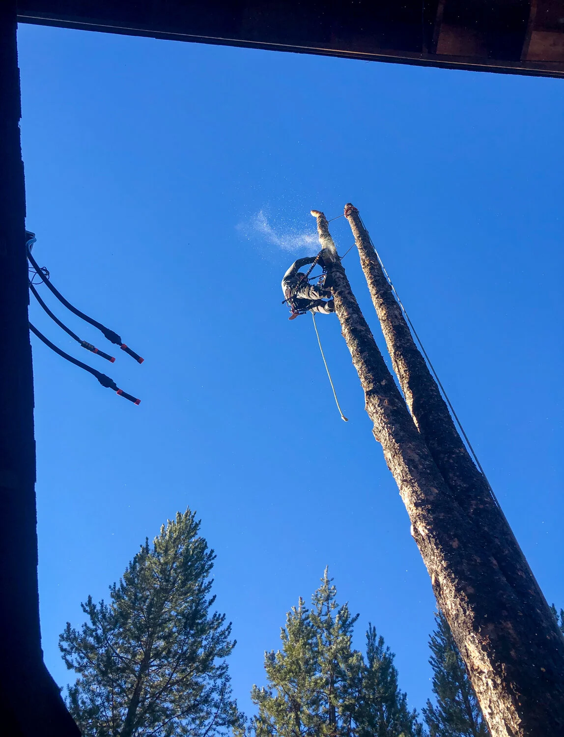 Yes! Tree Care Tree Care Service In Bend Oregon