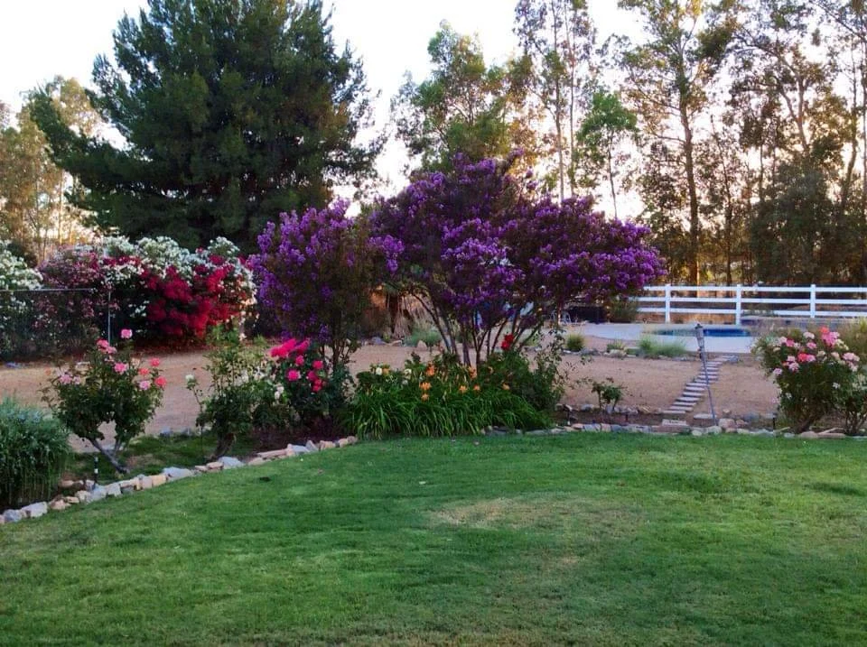 Saddleback Backyard.JPG