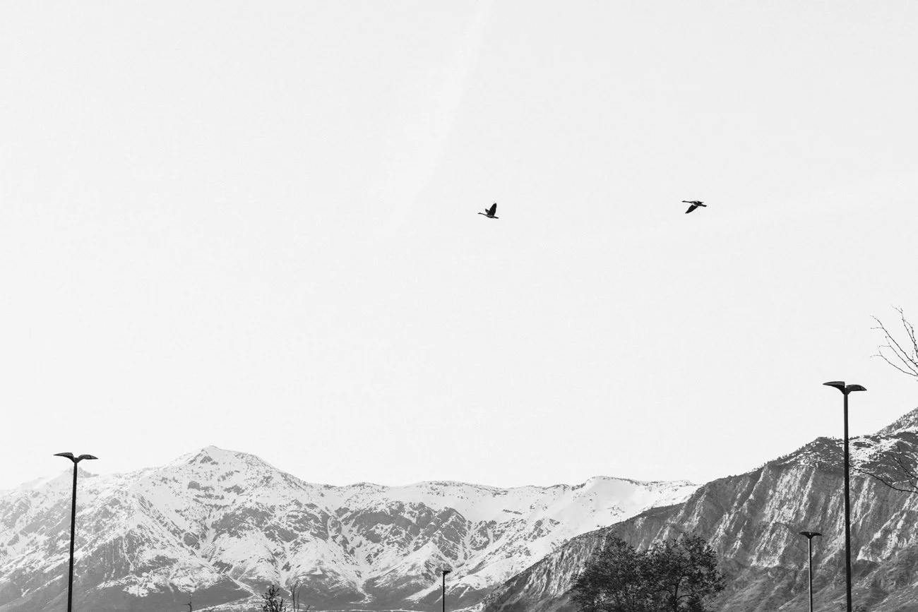 "Birds 3"