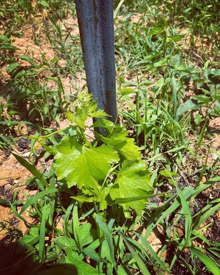 Baby syrah vine planted in 2022.jpg