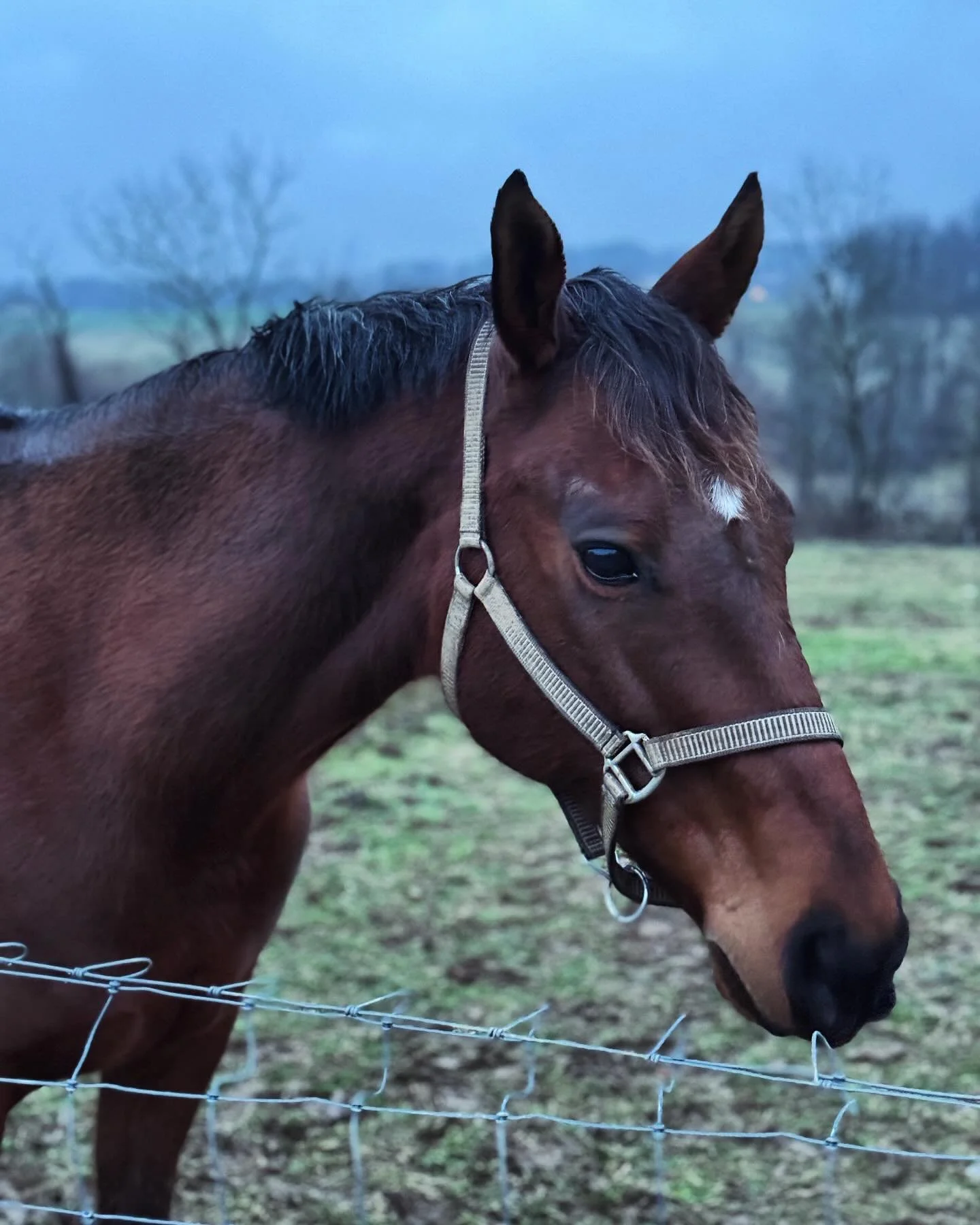 Frodo would like some grapes&hellip; 🍇 and we love him so much he will probably get a few. :) #warmblood #farmlife