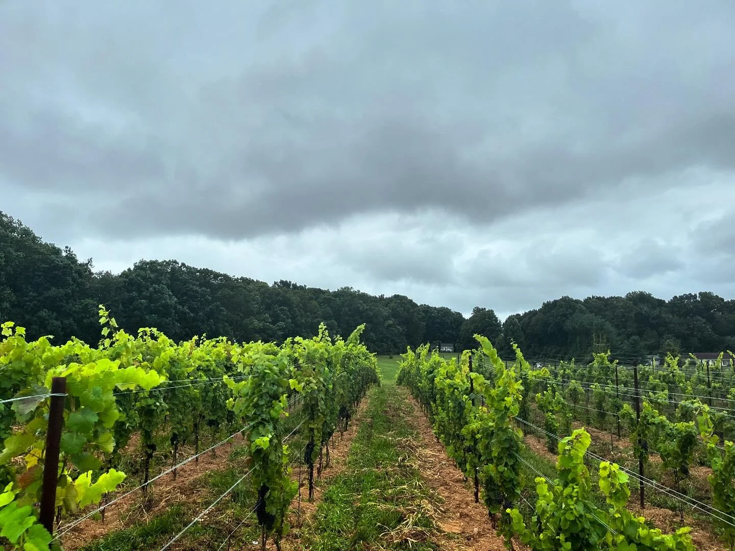 #stormyweather #reflection @esmevineyards