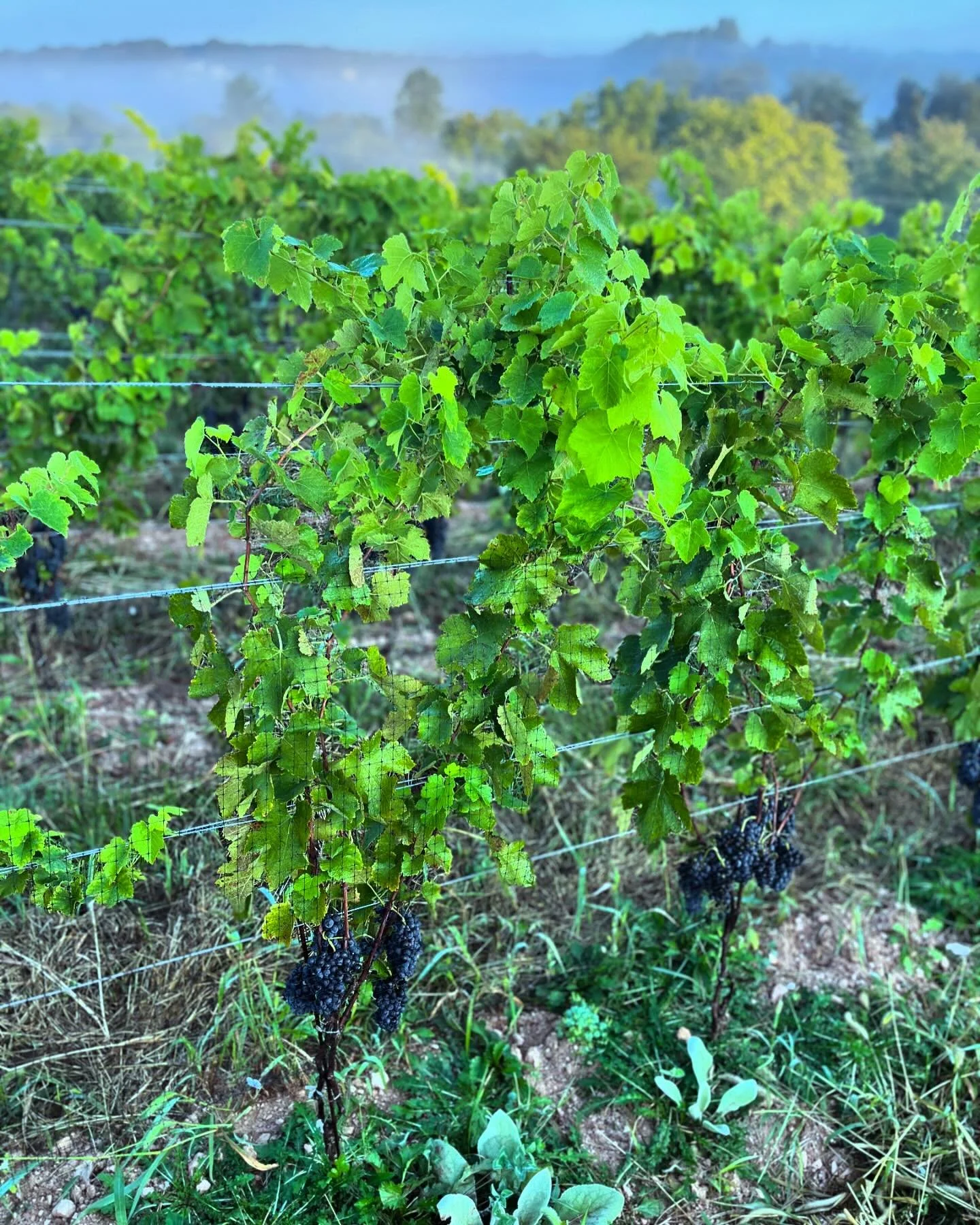 The fog tends to settle all around our hill but never quite reaches the top. Feeling the spooky fall vibes this morning. #fall #magic #coolmorning #farm #love