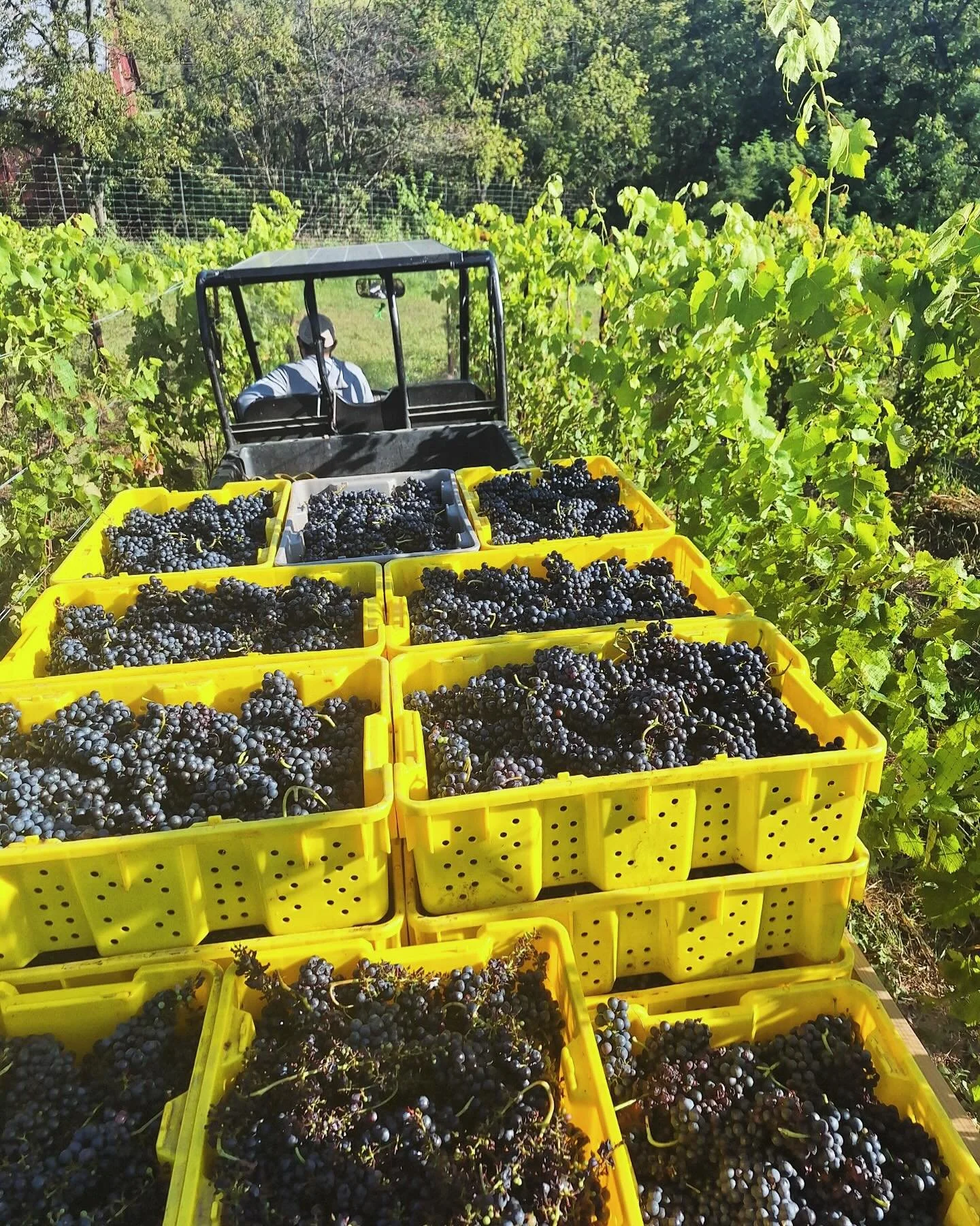 First harvest on the books! 🍇 #grateful #hopeful #winewinewine