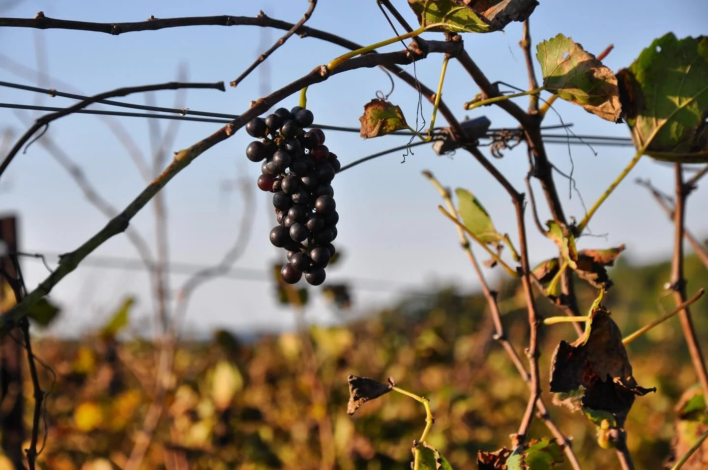 @esmevineyards #vineyard #maryland