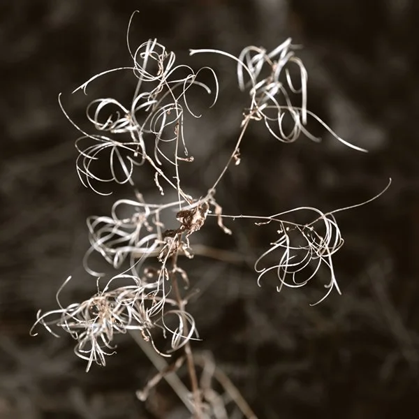 "Untitled, No. 44," 2025, from the project "…the vitality of what will be….," archival pigment print