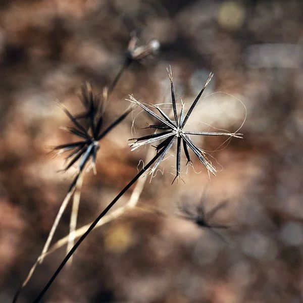 𝙂𝙧𝙖𝙙𝙪𝙖𝙡𝙡𝙮, 𝙏𝙝𝙚𝙣 𝙎𝙪𝙙𝙙𝙚𝙣𝙡𝙮 features work by BAU member artist George Kimmerling. 🎞️

𝙂𝙧𝙖𝙙𝙪𝙖𝙡𝙡𝙮, 𝙏𝙝𝙚𝙣 𝙎𝙪𝙙𝙙𝙚𝙣𝙡𝙮, a group exhibition of BAU member artists, is on view through Sunday, October 5.

George Kimmerling