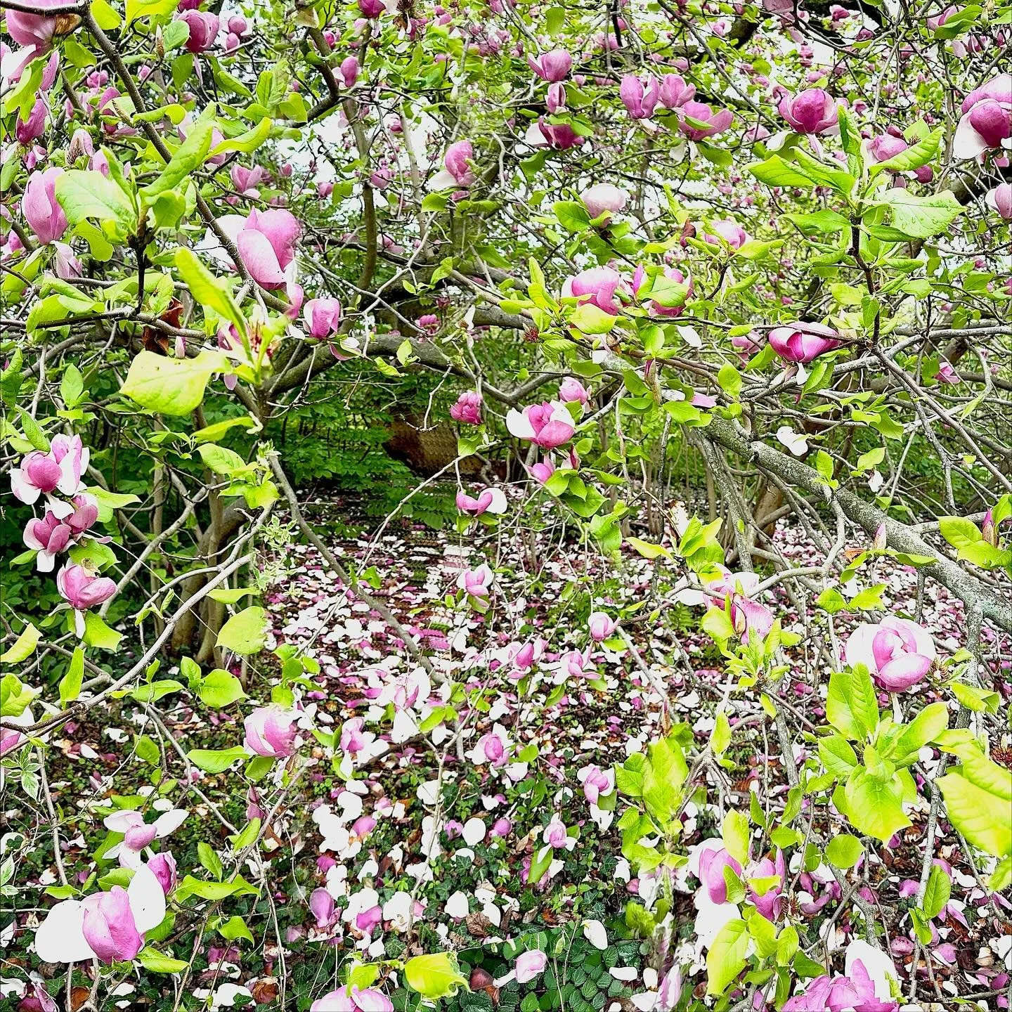 Final day to see George Kimmerling&rsquo;s 𝙁𝙧𝙖𝙘𝙩𝙞𝙤𝙣𝙖𝙡 𝙇𝙖𝙣𝙙𝙨𝙘𝙖𝙥𝙚 is Sunday, November 2nd! 

𝙁𝙧𝙖𝙘𝙩𝙞𝙤𝙣𝙖𝙡 𝙇𝙖𝙣𝙙𝙨𝙘𝙖𝙥𝙚
As so many of us confront multiple breakage points in the worlds we inhabit, our ability to form a c