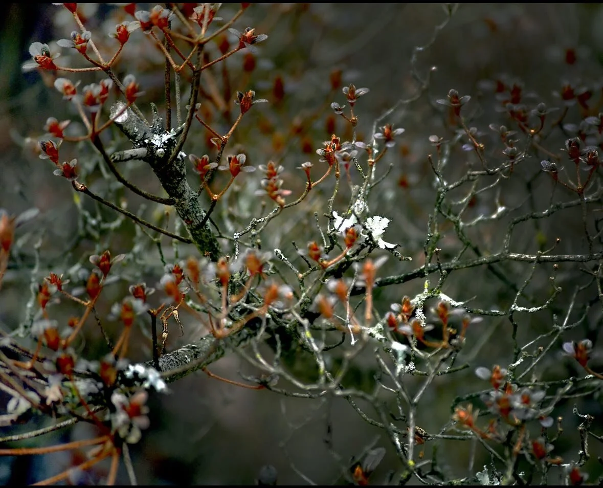 Trace Elements is a two person exhibition with George Kimmerling and Linda Lauro-Lazin. 

Kimmerling uses photography to inquire about our experience and perception of place, the construction of memory and identity and the relationship between public