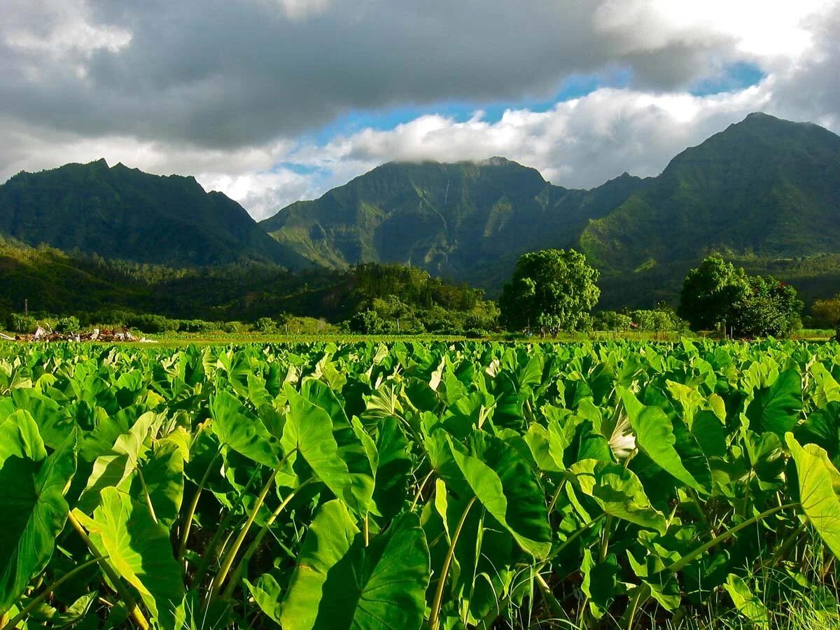 Hawaiʻi’s State Budget: 2020