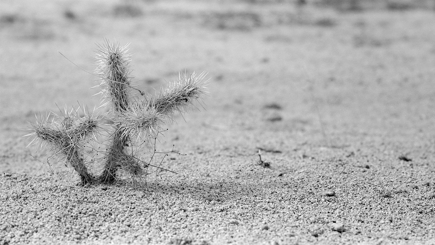 Cactus_JTree_Acros100_MT_web.jpg