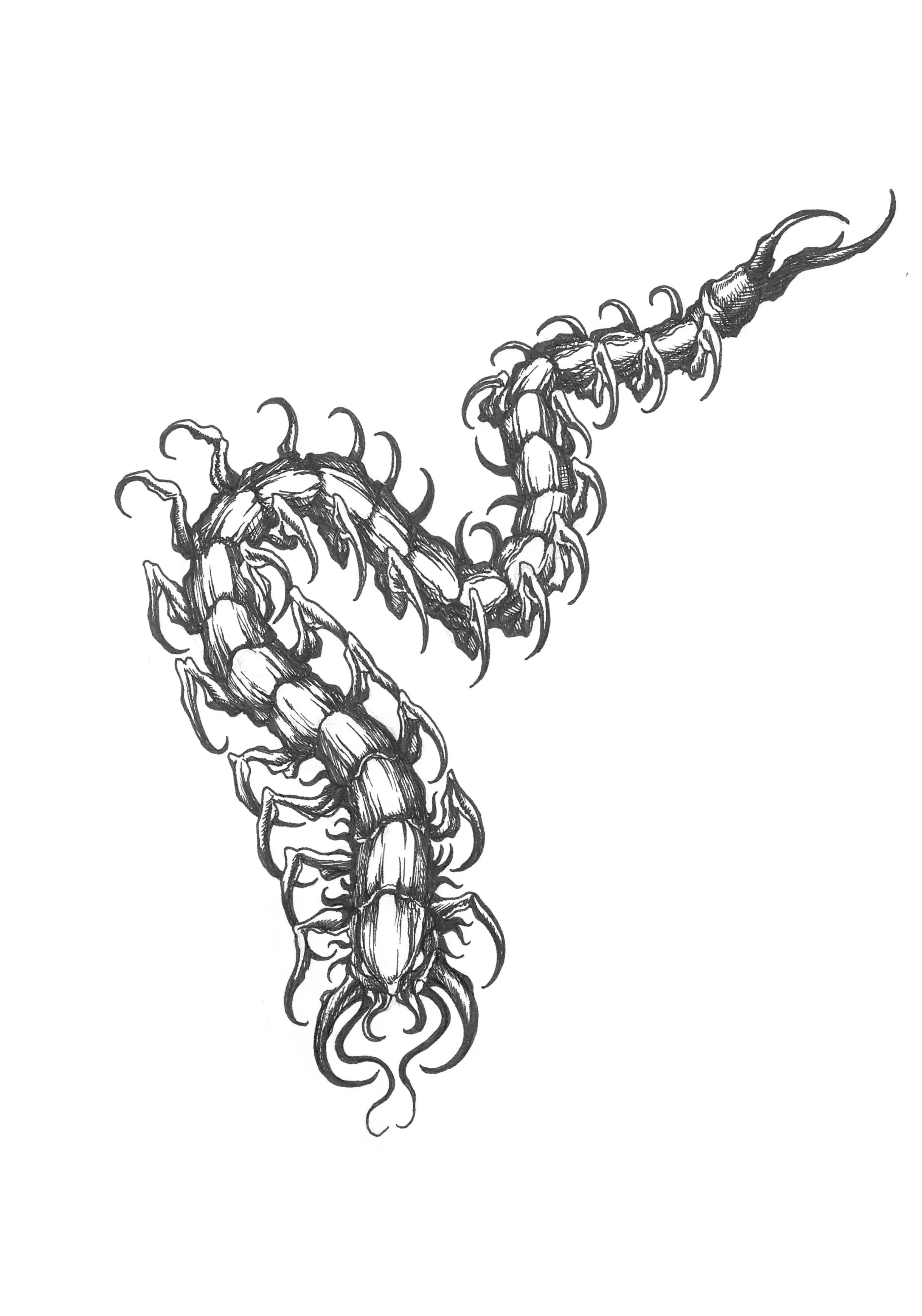 Small Centipede $400
7in minimum