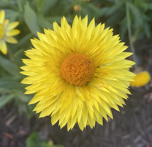 "Awakening to Oneness"—Four Retreats to Unify the Mind, Body & World