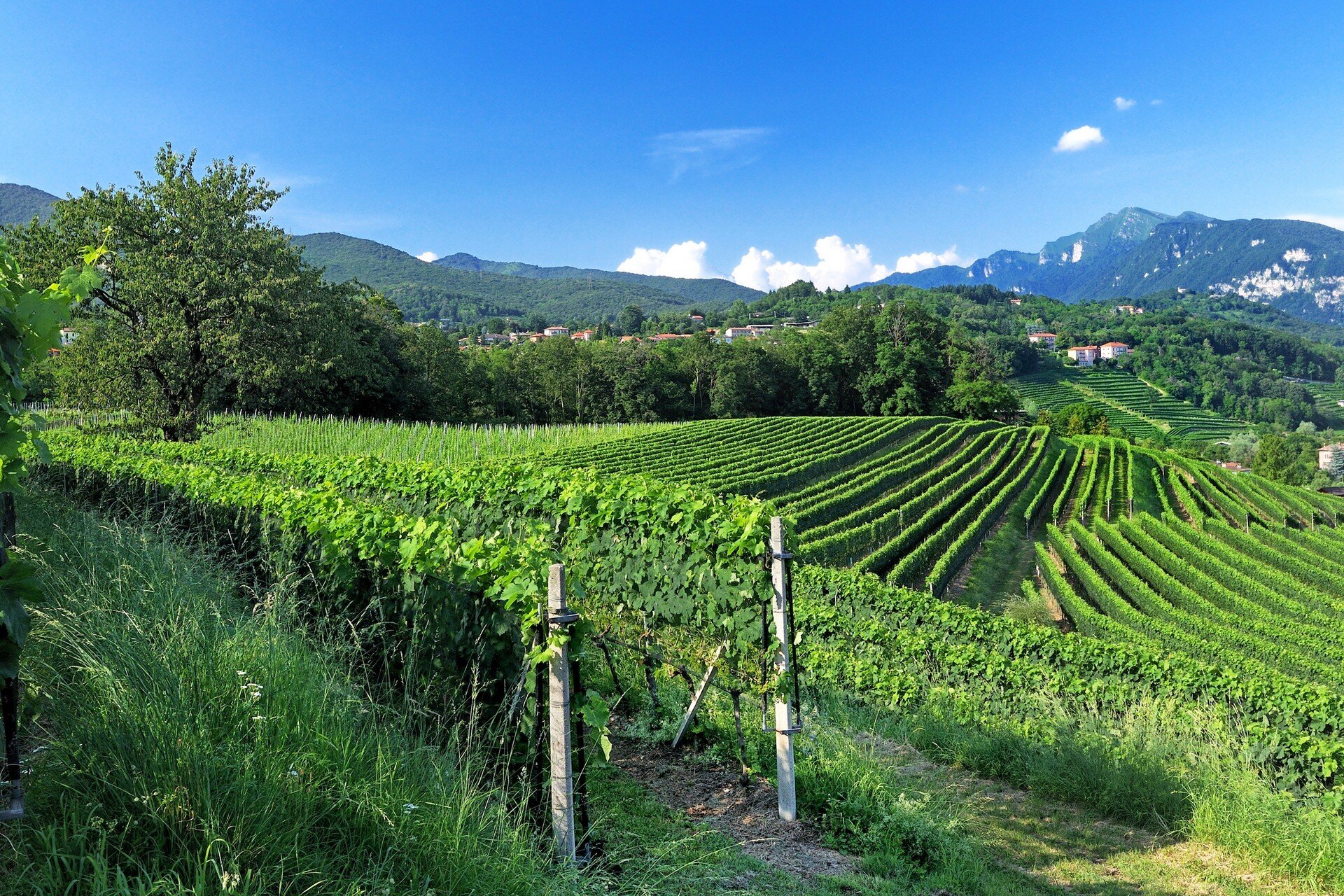 Montalbano vineyards 1.jpg