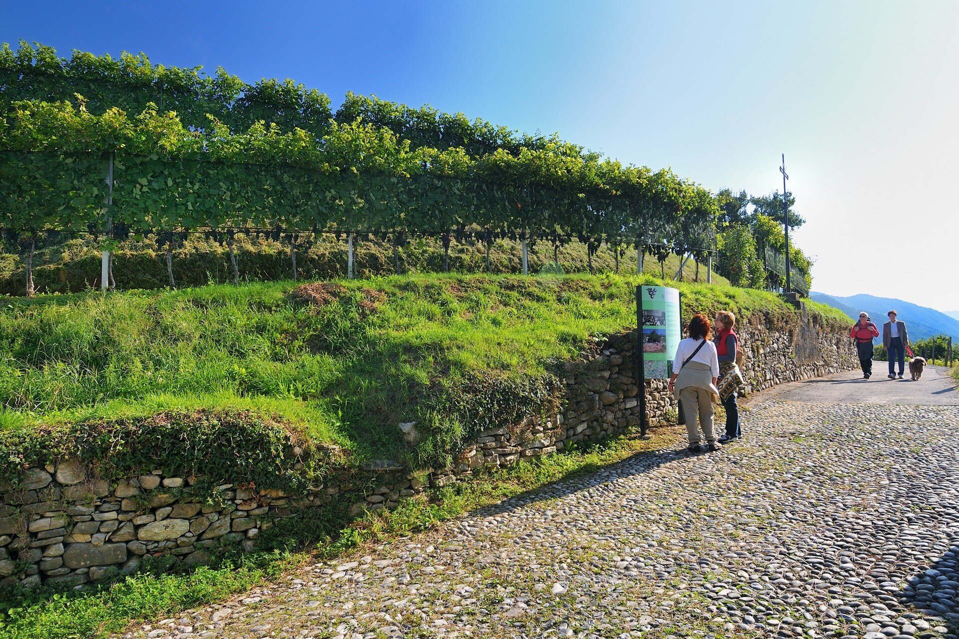 Itineraries among the vineyards.jpg