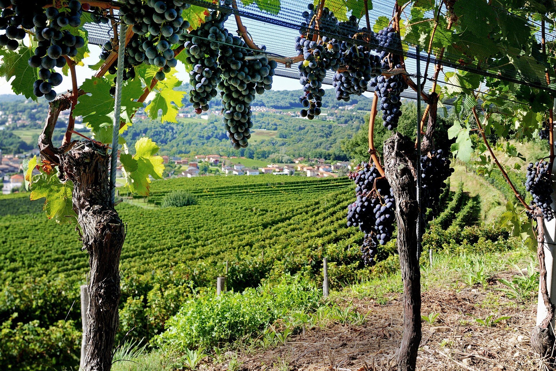 Montalbano vineyards 2.jpg