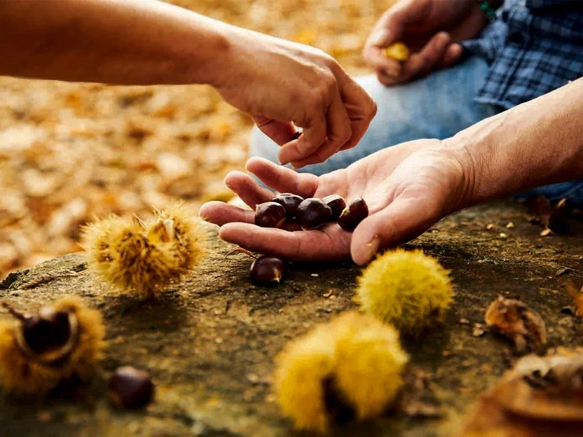 Muggio Valley Chestnut Festival 