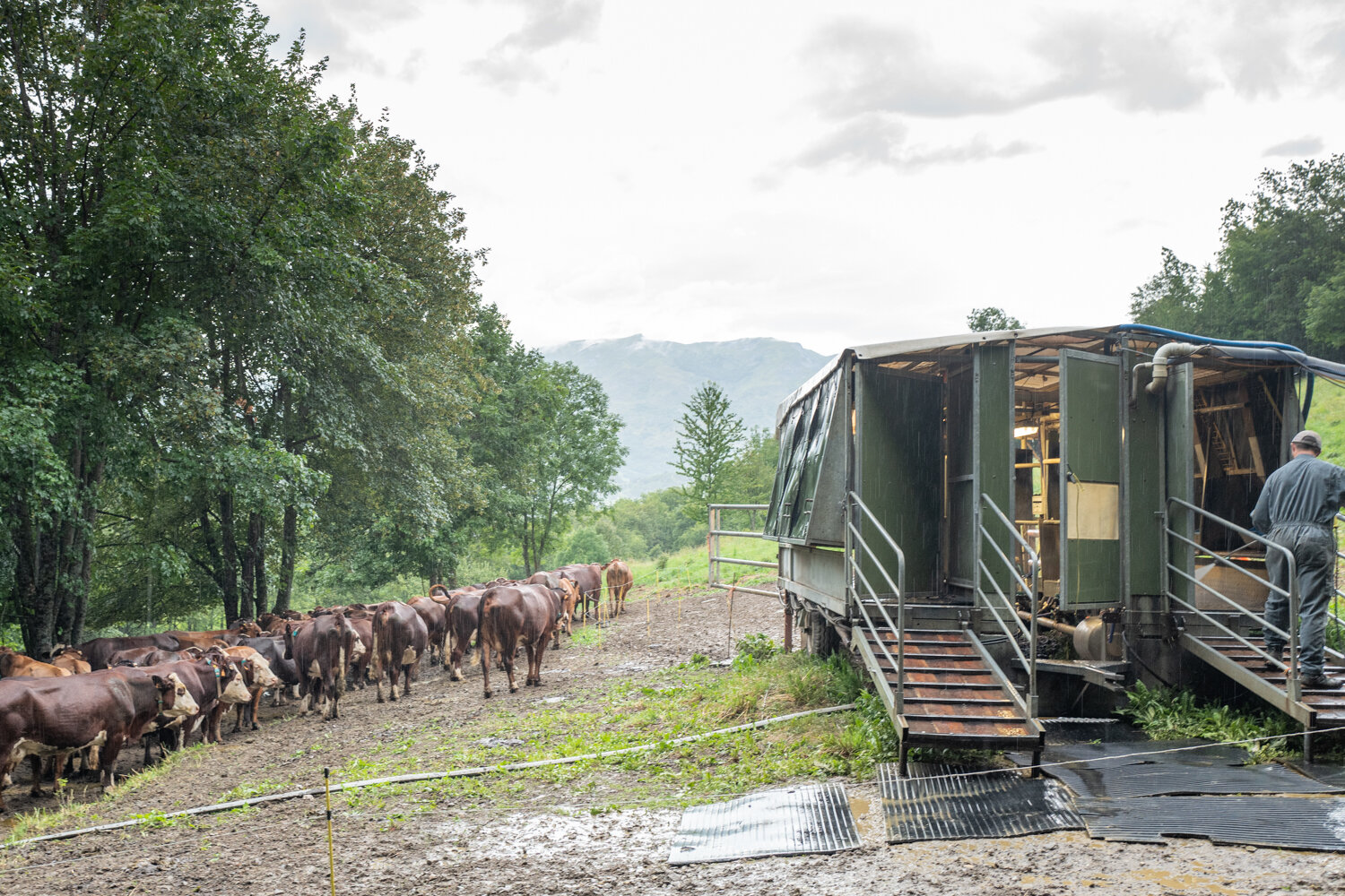  Mobile milking unit following the herd and used during the summer high pasture 