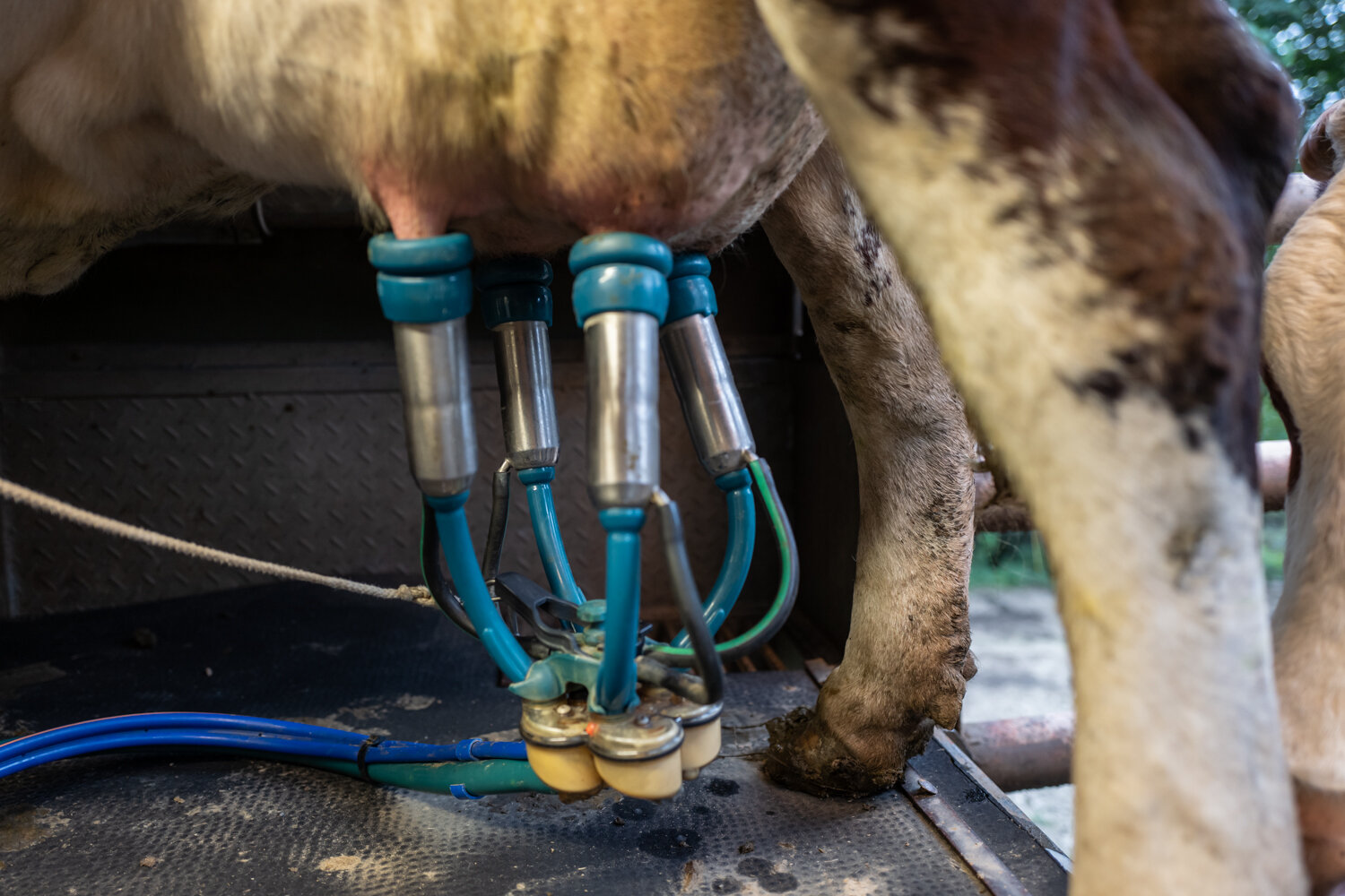  Cows are milked every day, twice a day, at 5 am and  5 pm. 