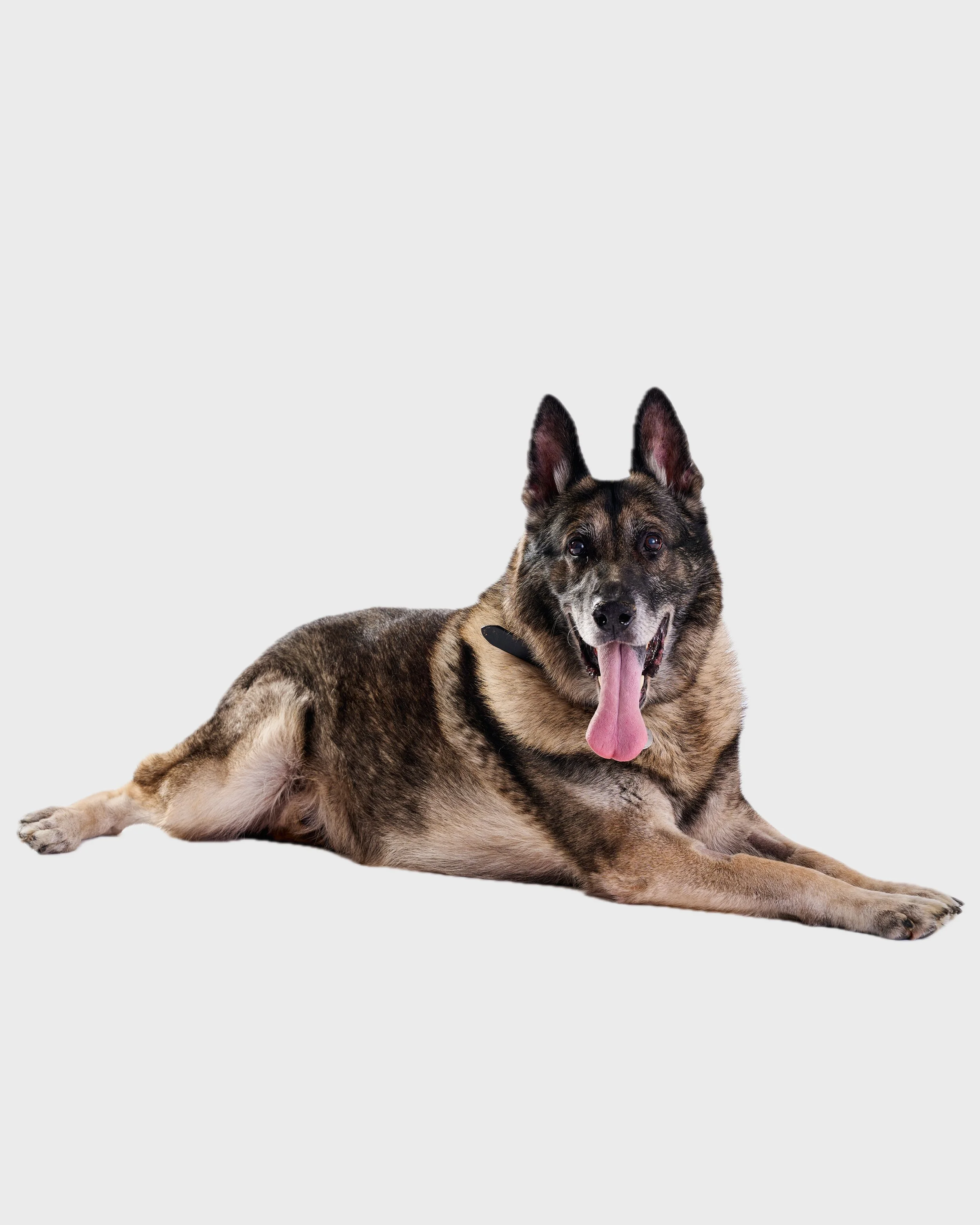 TBP Dogs White Seamless (Nat Rosa) 001.jpg