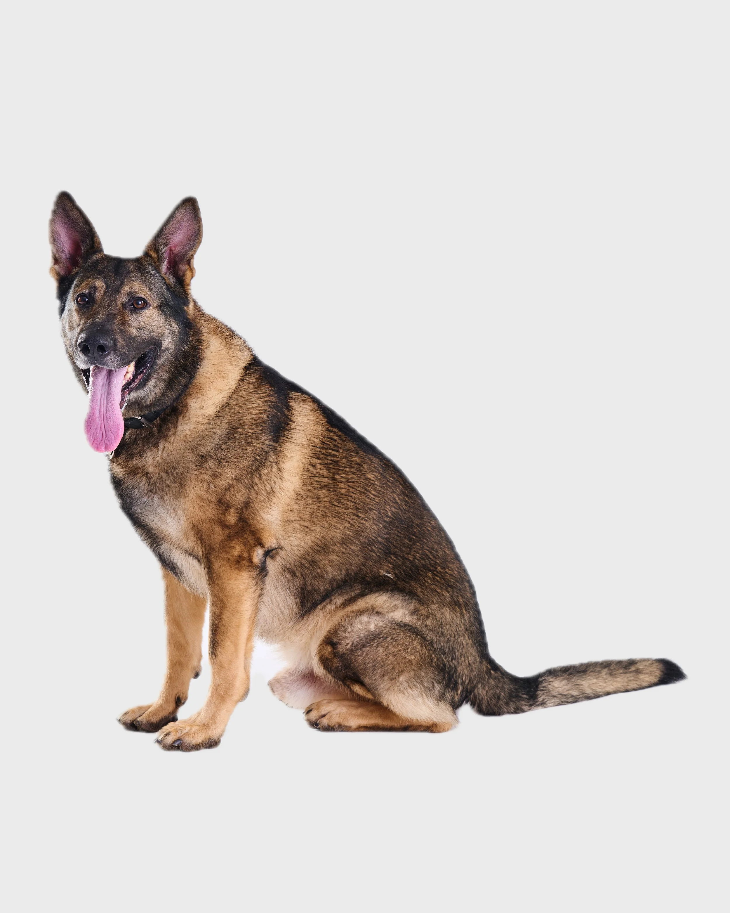 TBP Dogs White Seamless (Nat Rosa) 013.jpg