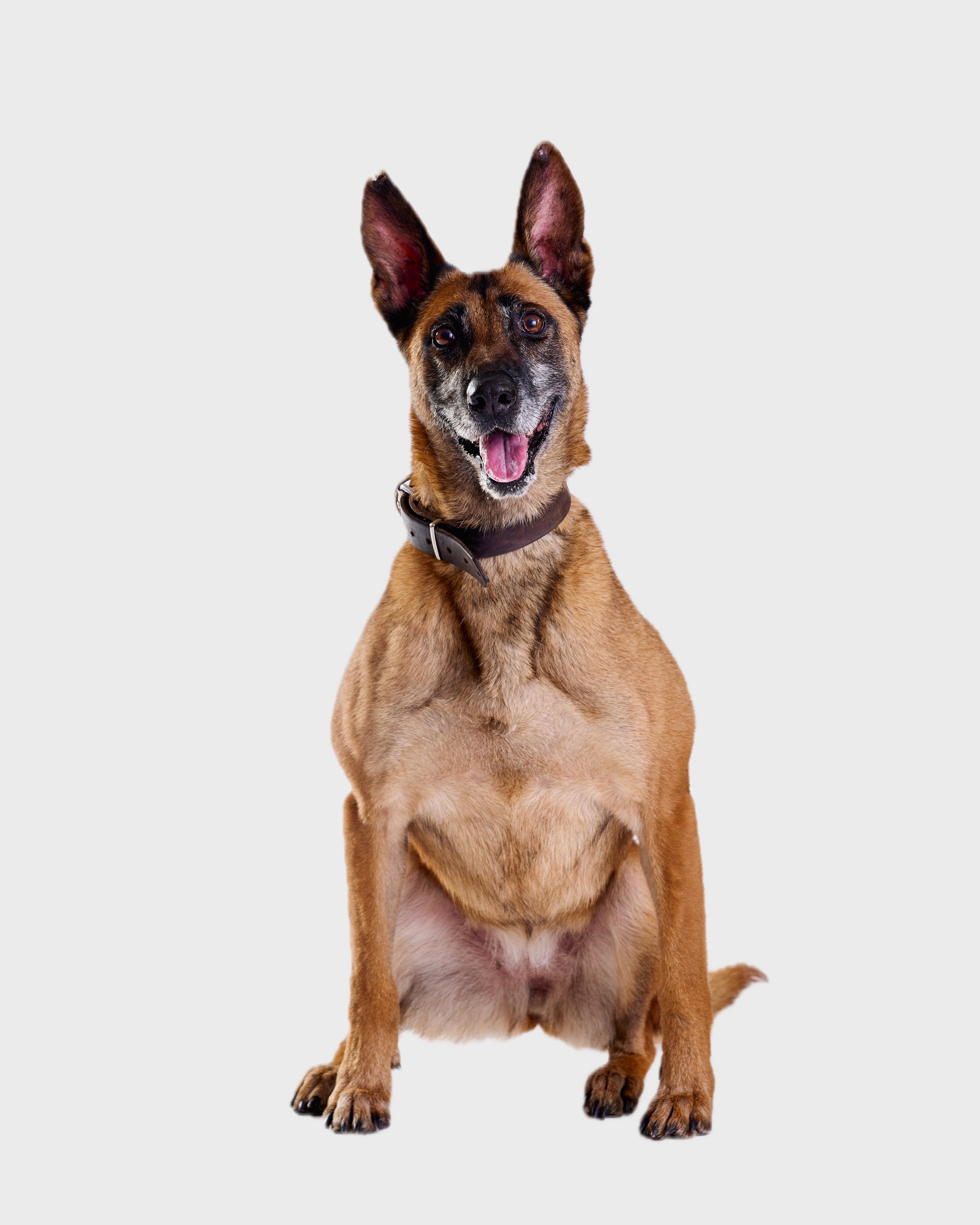 TBP Dogs White Seamless (Nat Rosa) 023.jpg