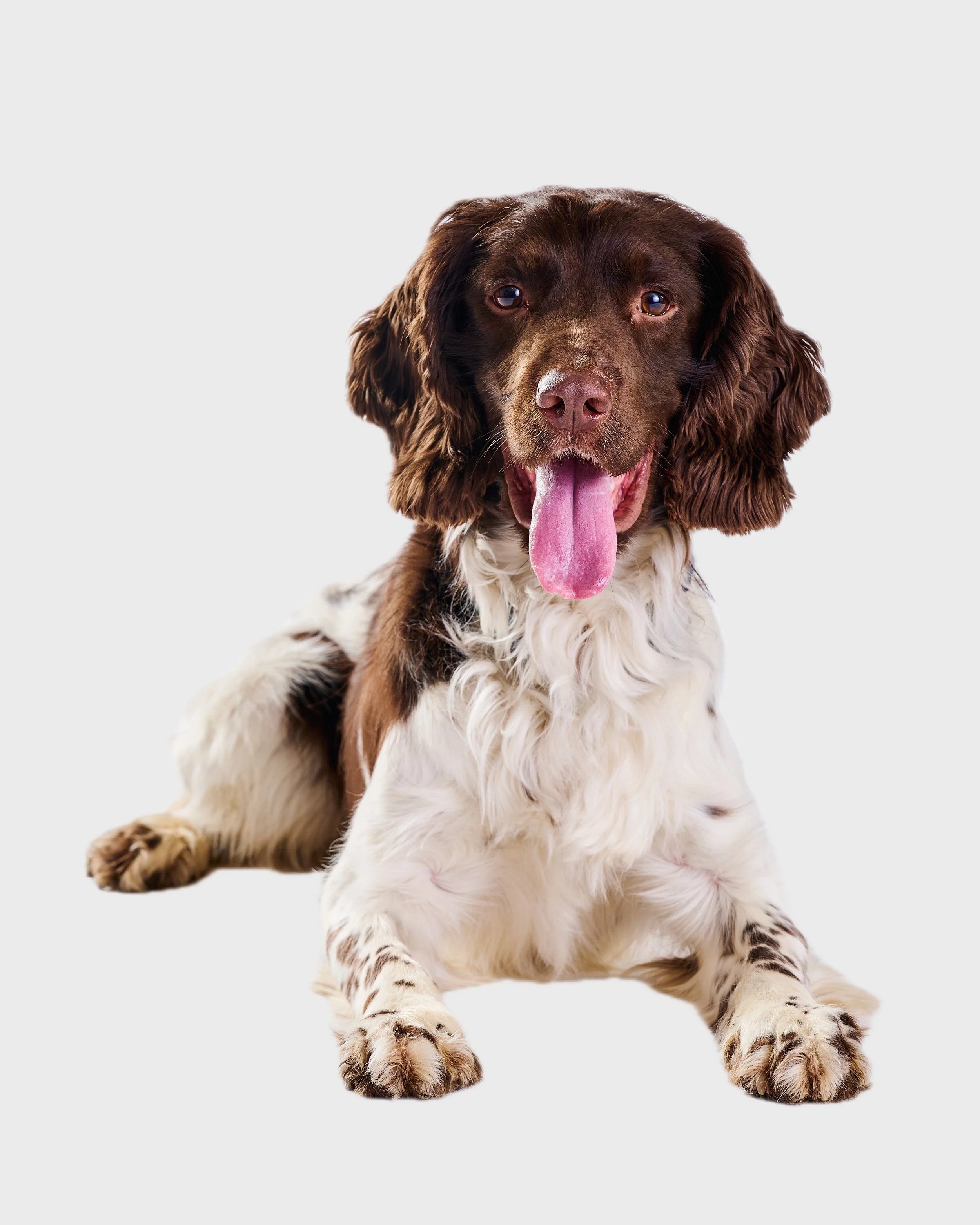 TBP Dogs White Seamless (Nat Rosa) 031.jpg