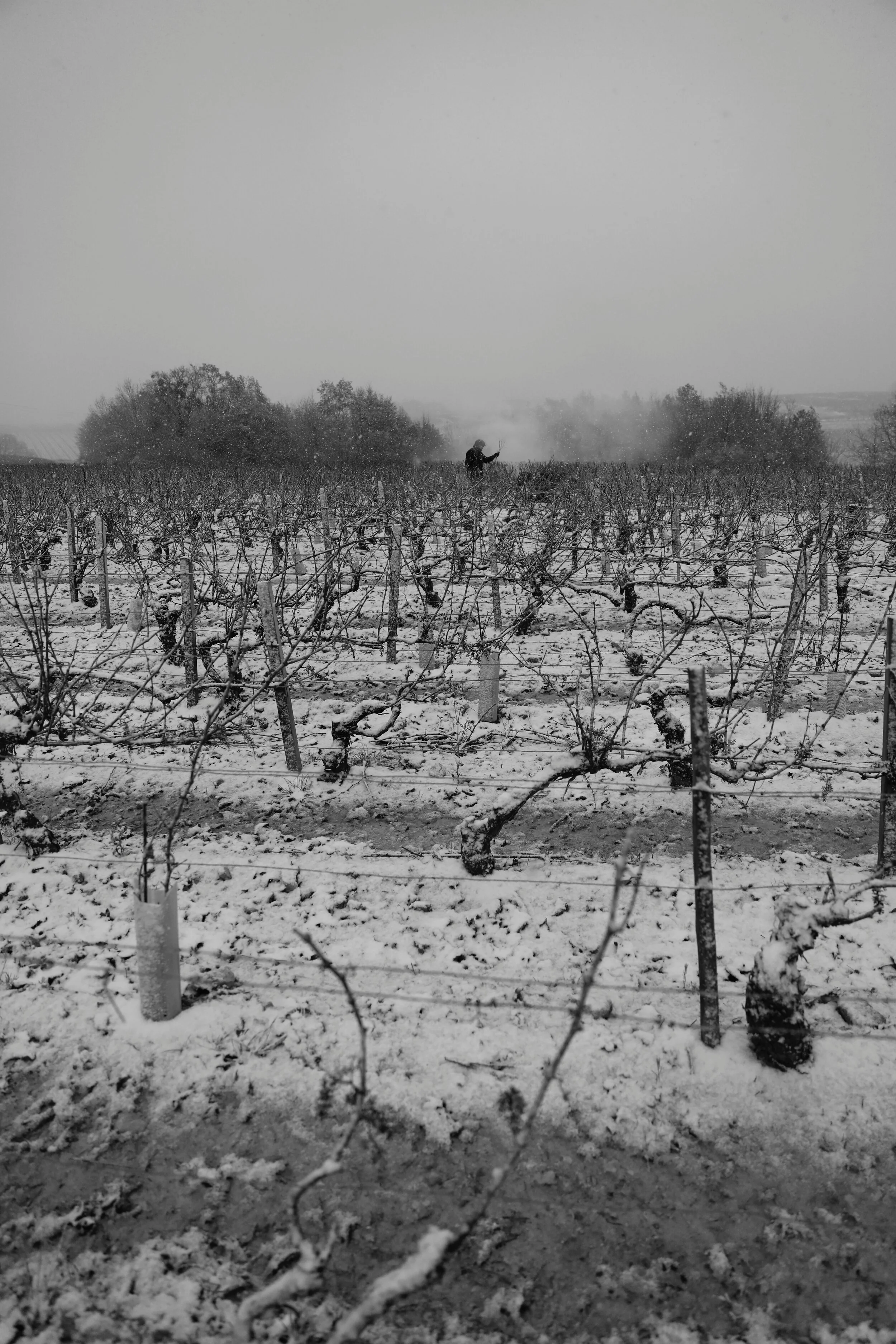 Verticale taille sous la neige N&B.jpg