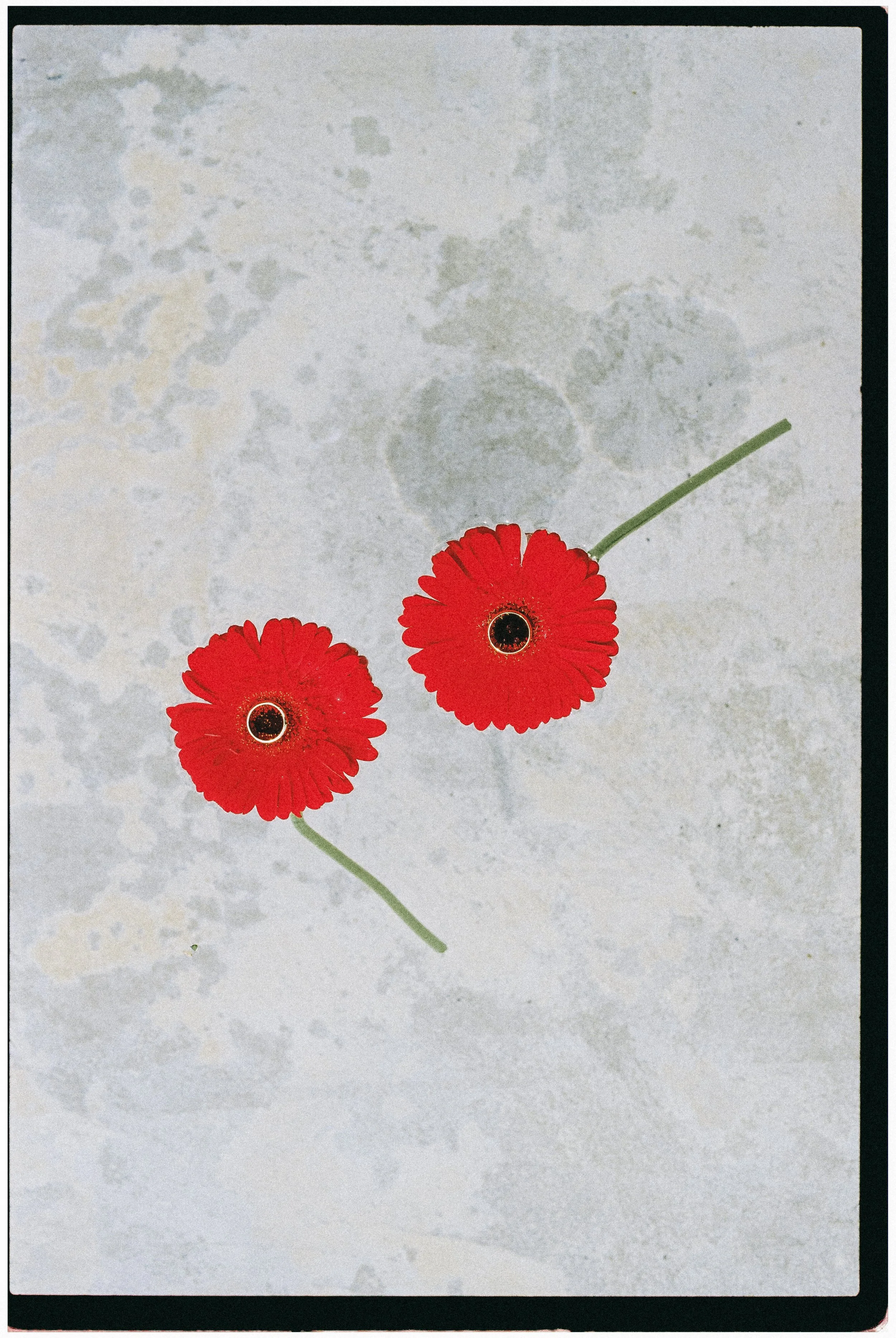 two red gerbera daisies on stone floor wedding detail at Rio do Prado Portugal