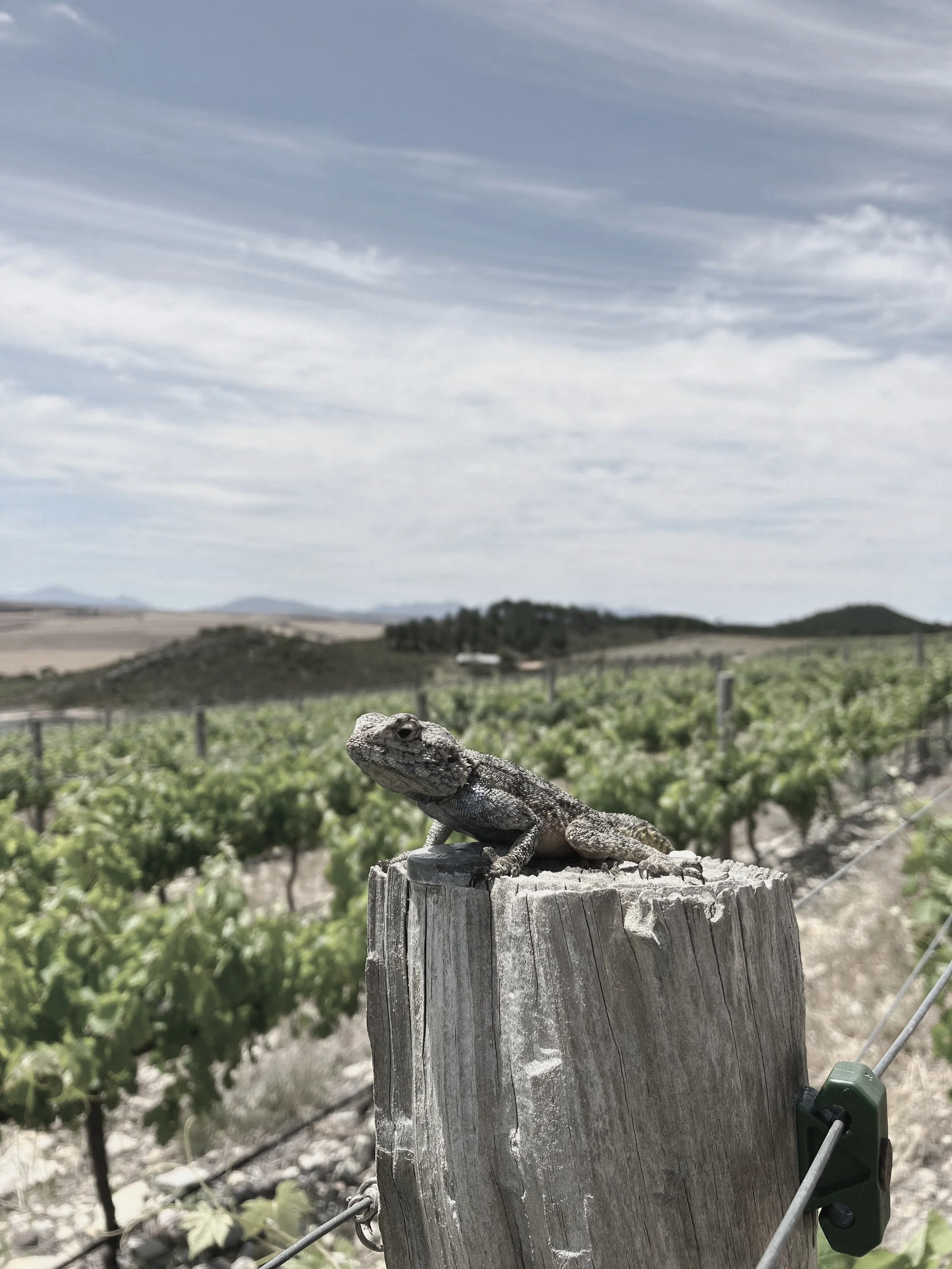 Elizardbeth - head vineyard monitor.