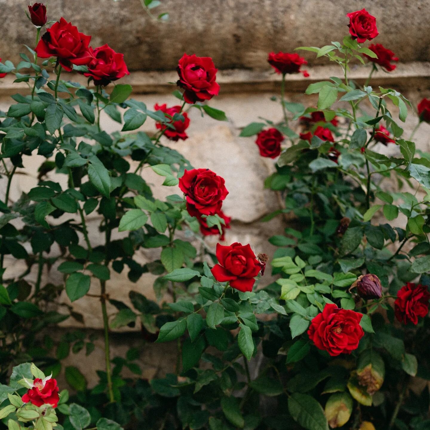 🥀
El amor te convierte en rosal
y en el pecho te nace
esa espina robusta como un clavo
donde el demonio cuelga su uniforme.