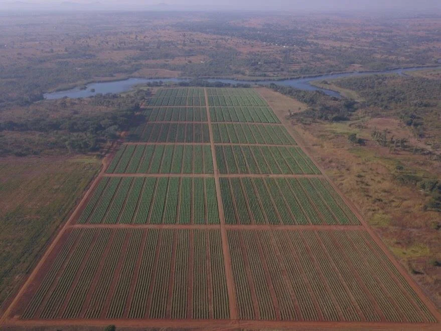 Drone peas 2020.jpeg