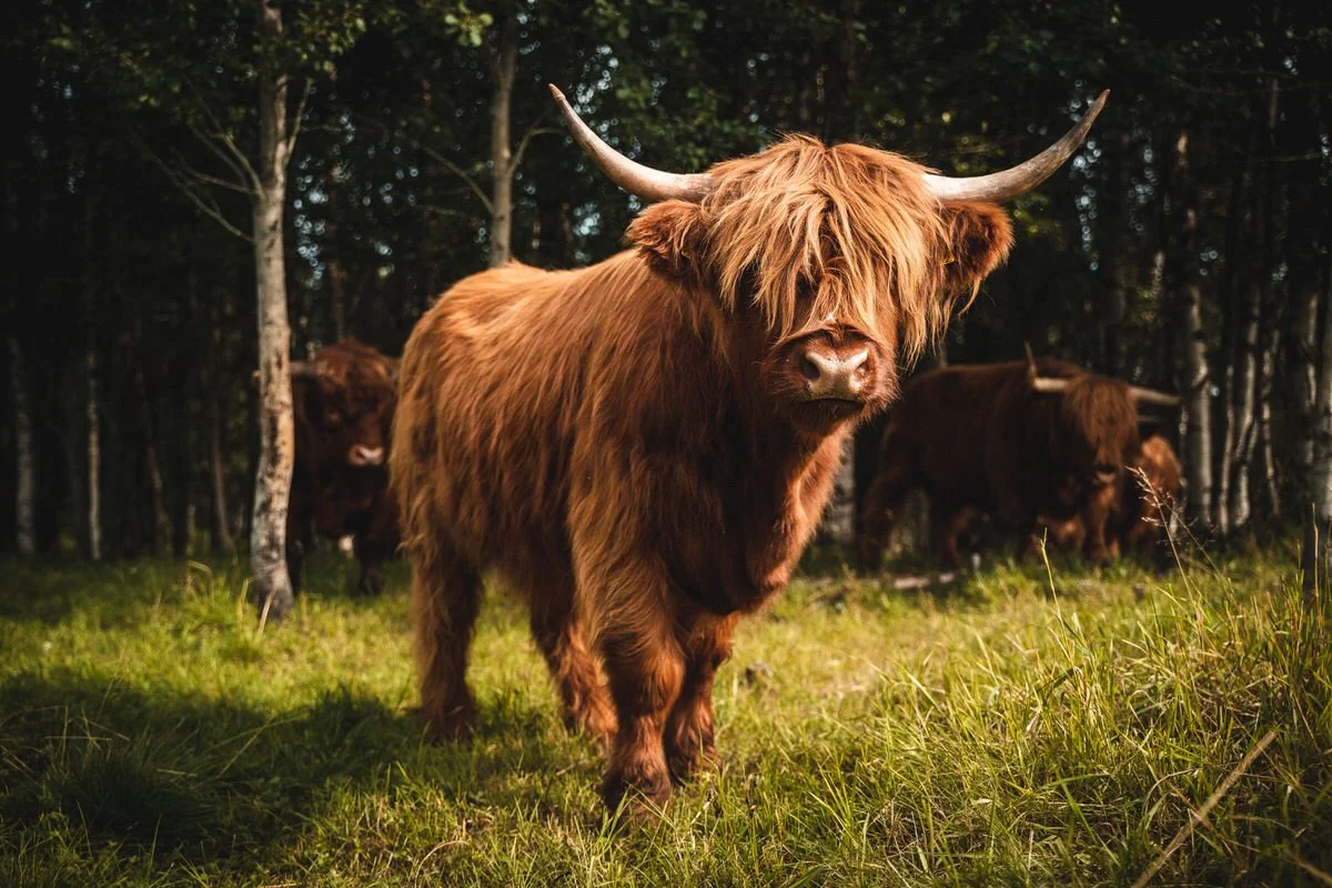 reko, lähiruokakuvia-17.jpg