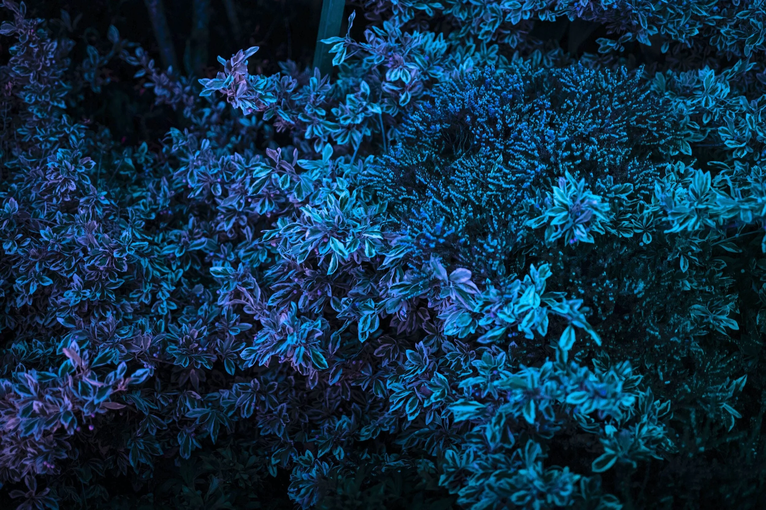 Crónán Creagh_Wild Lights 32.jpg