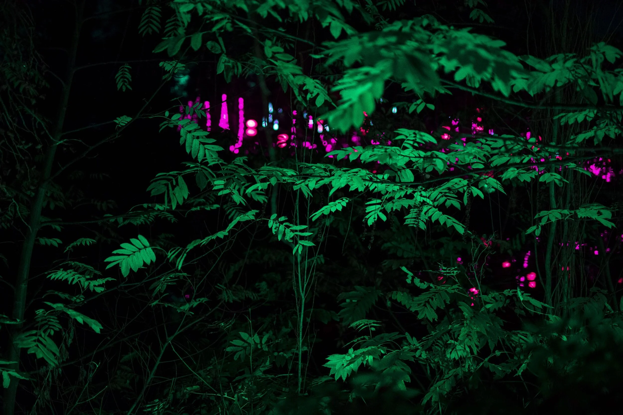 Crónán Creagh_Wild Lights 11.jpg