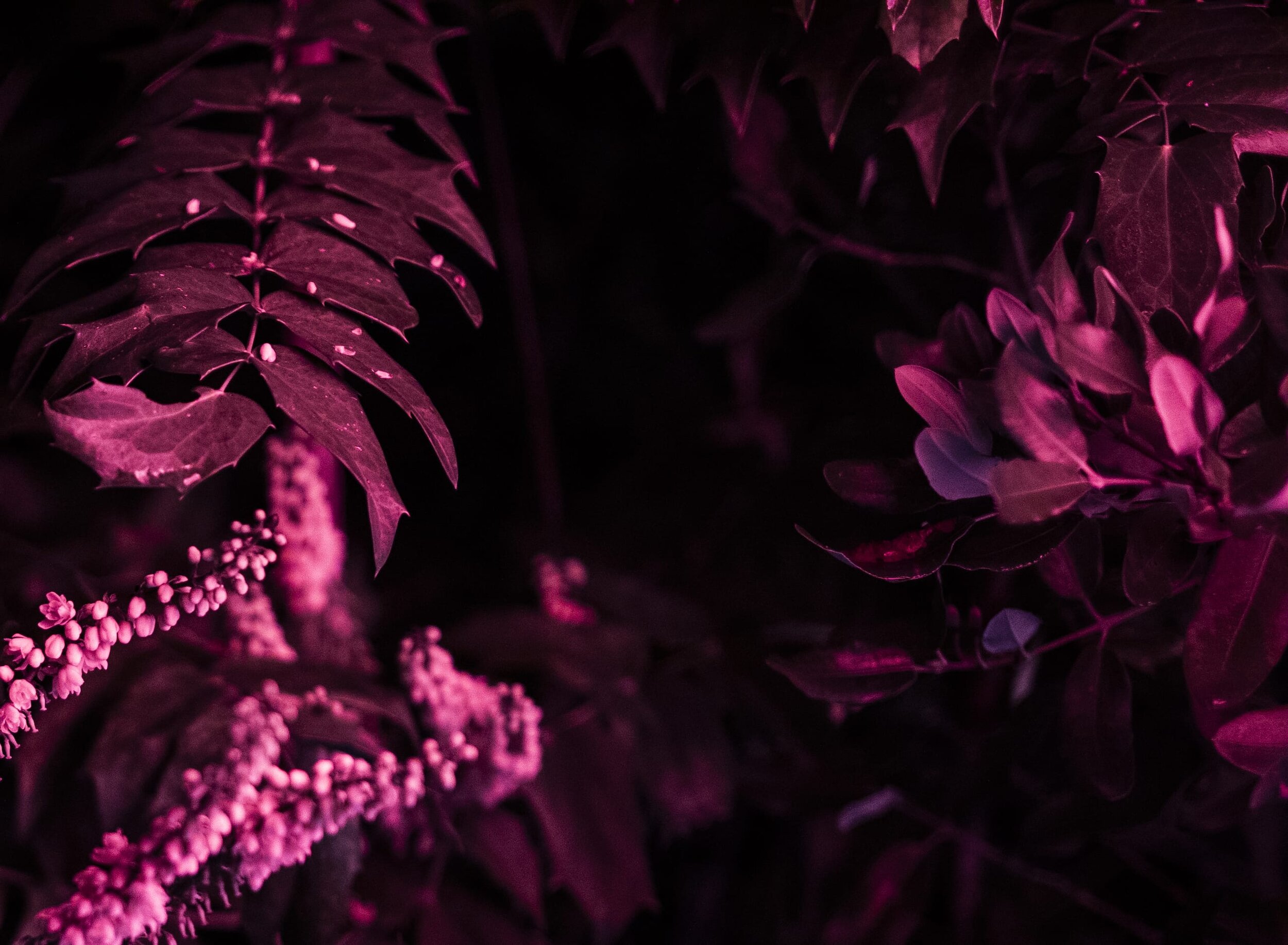 Crónán Creagh_Wild Lights_Close_5.jpg