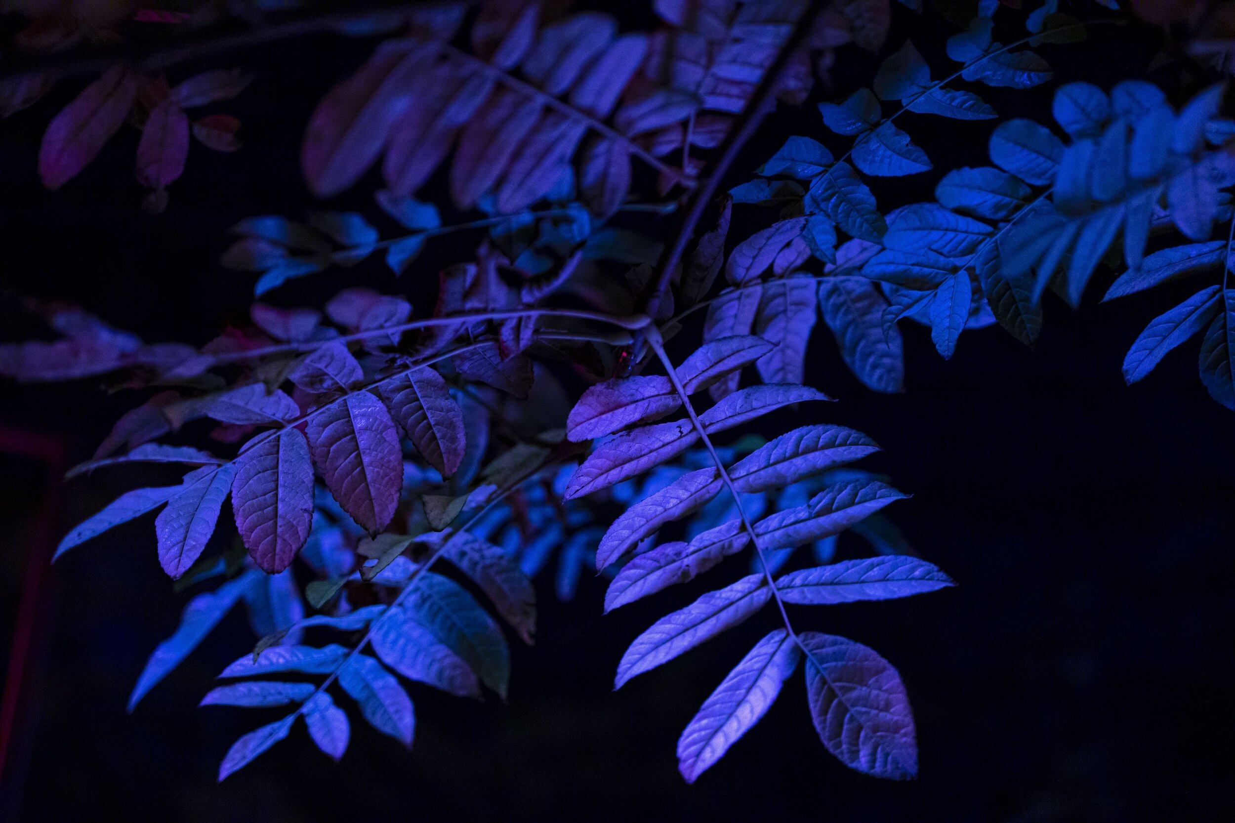 Crónán Creagh_Wild Lights 10.jpg