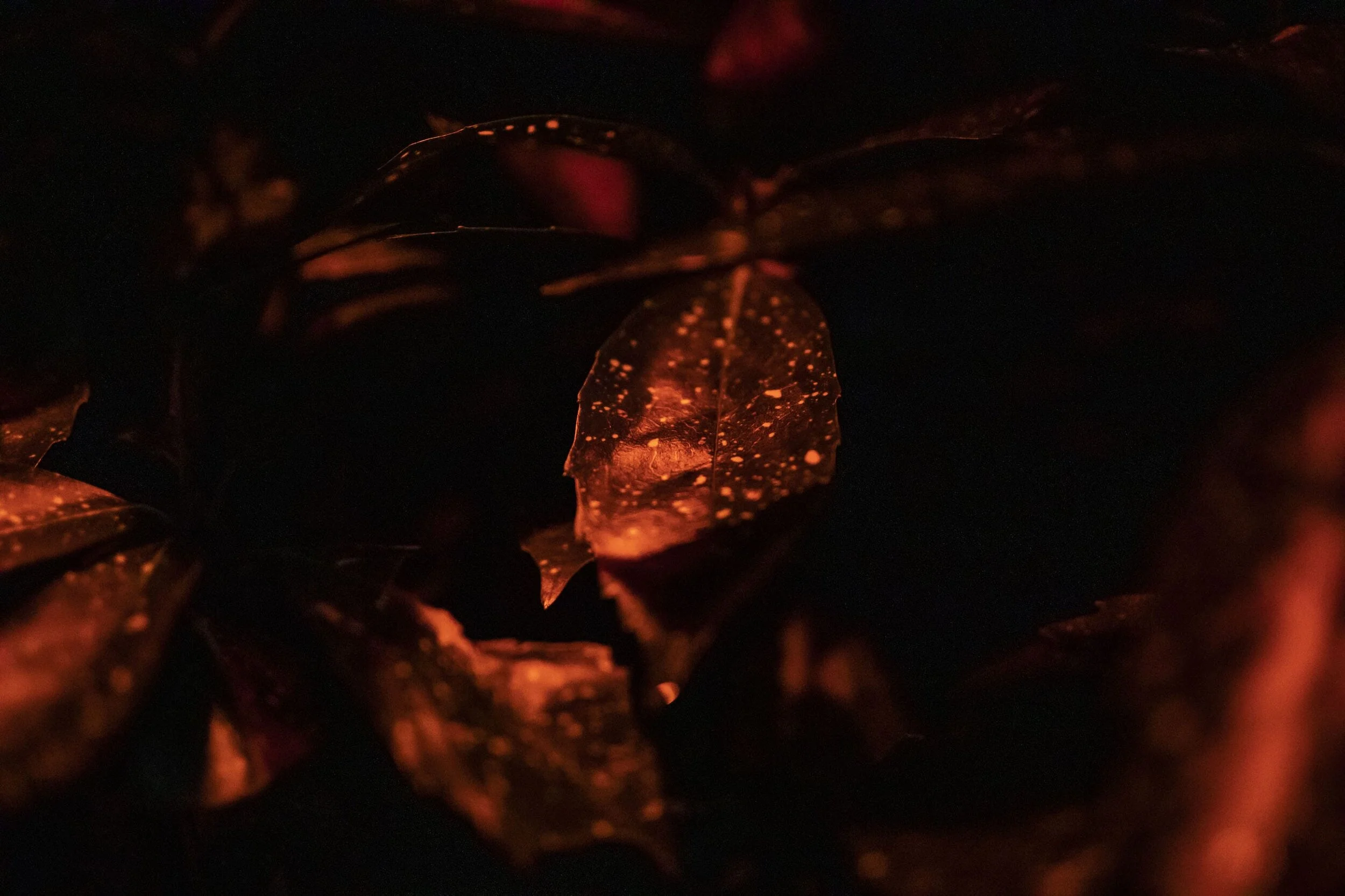 Crónán Creagh_Wild Lights 3a.jpg