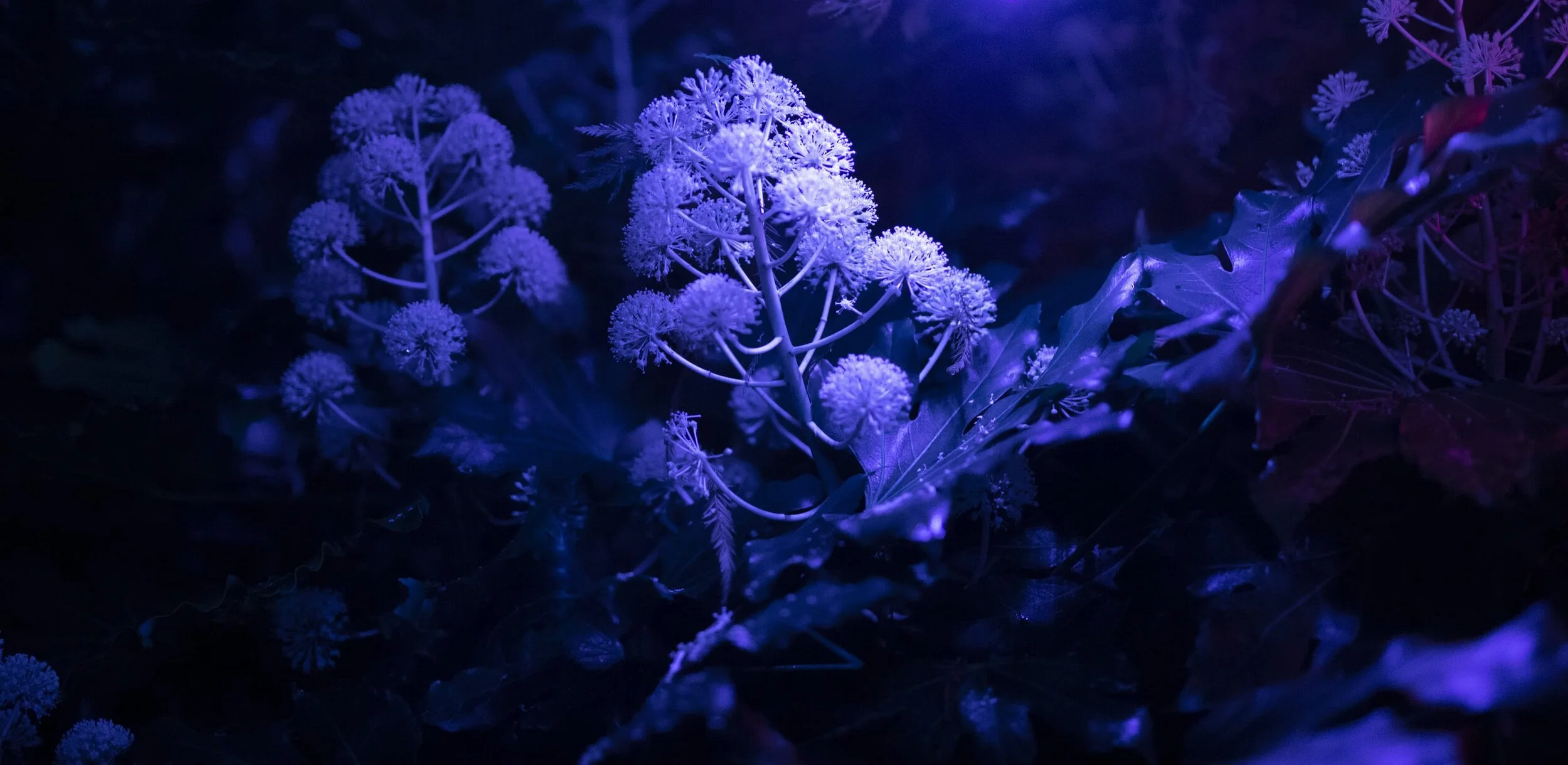 Crónán Creagh_Wild Lights_Close_4.jpg