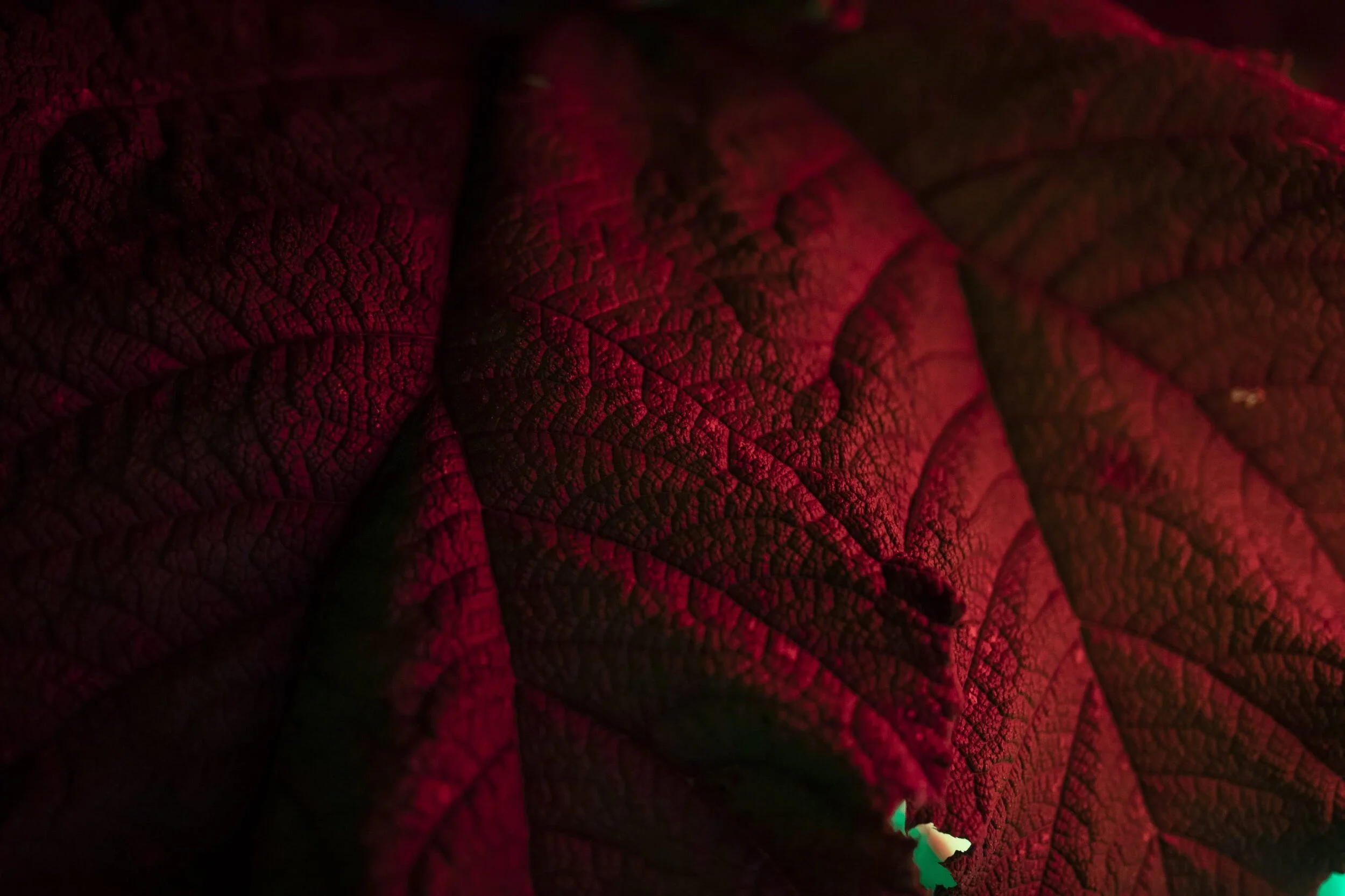 Crónán Creagh_Wild Lights 1.jpg