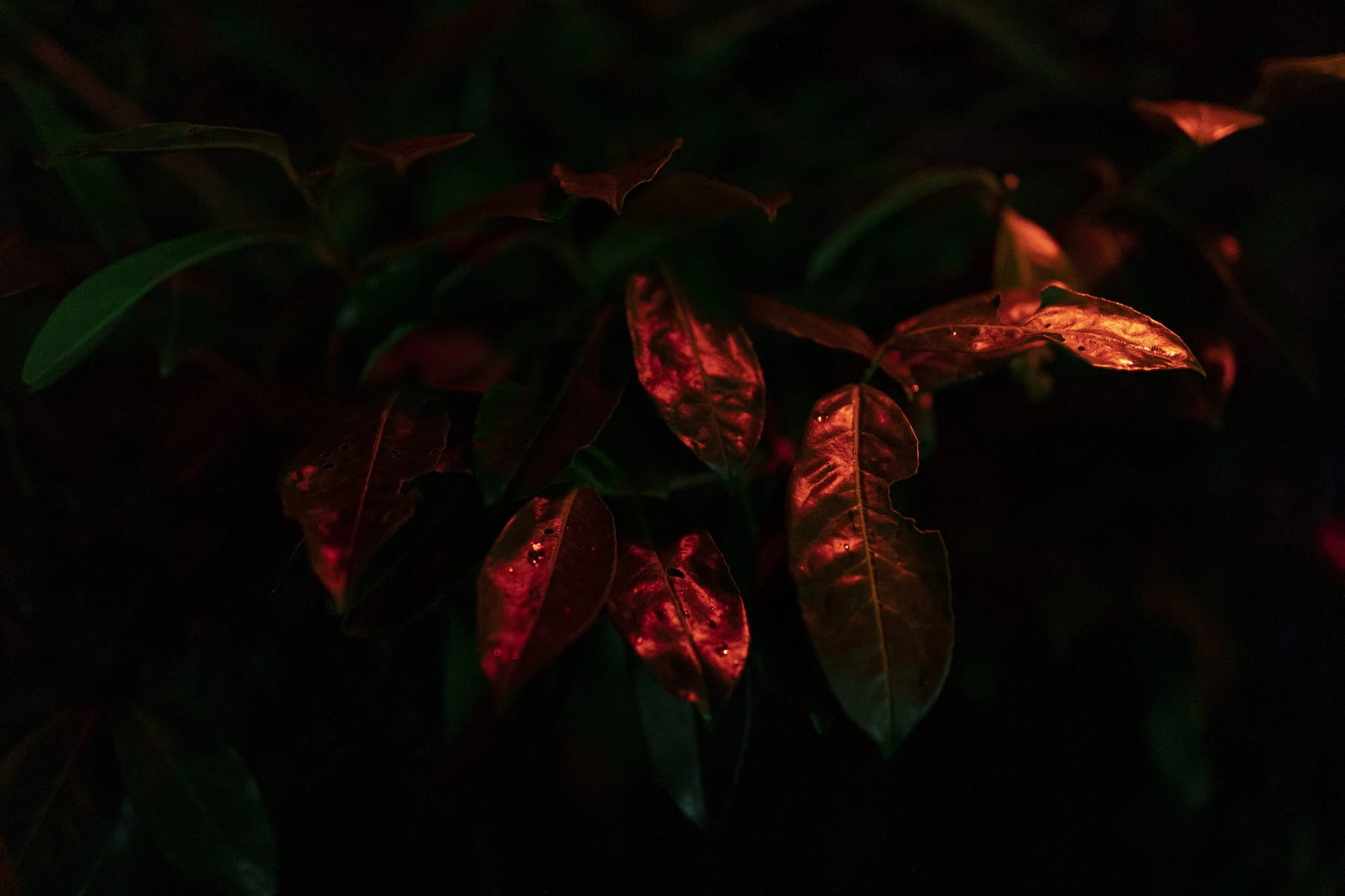 Crónán Creagh_Wild Lights 13.jpg