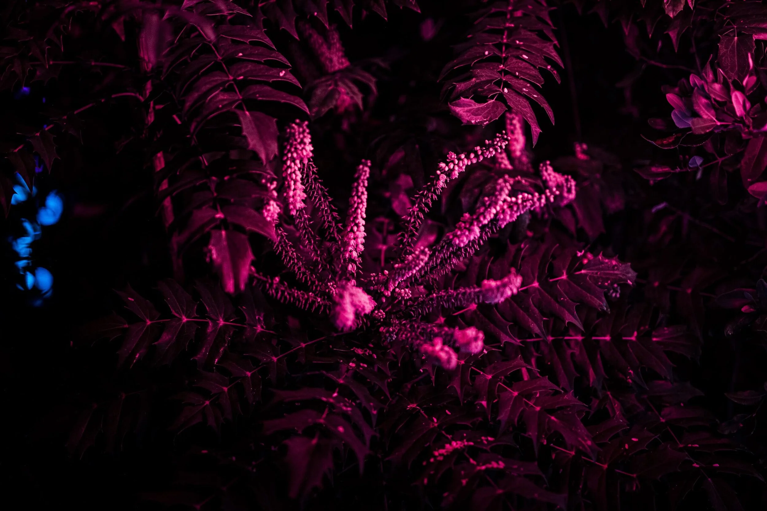 Crónán Creagh_Wild Lights 23.jpg