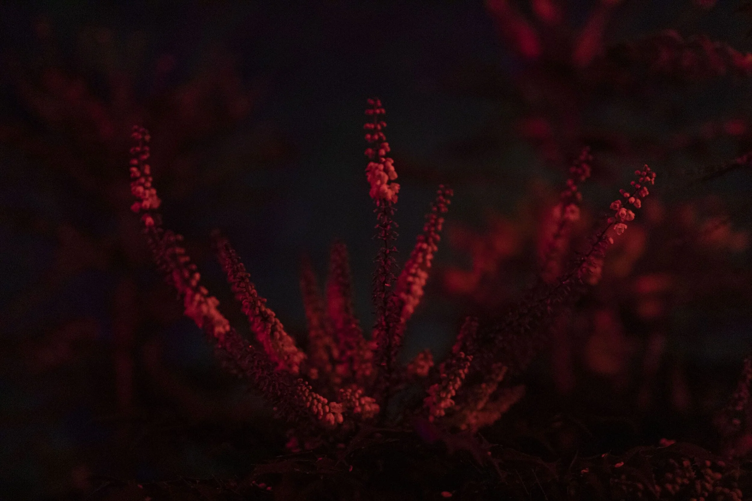 Crónán Creagh_Wild Lights 18.jpg