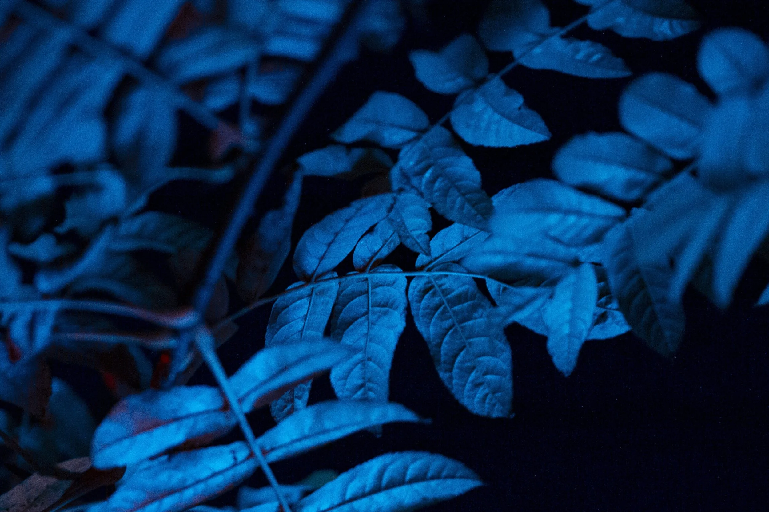 Crónán Creagh_Wild Lights_Close_2.jpg