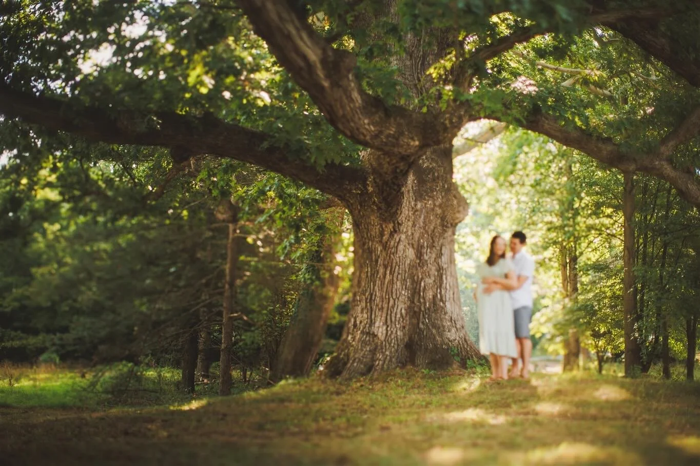I love this old oak tree more than most things ✨🌳✨