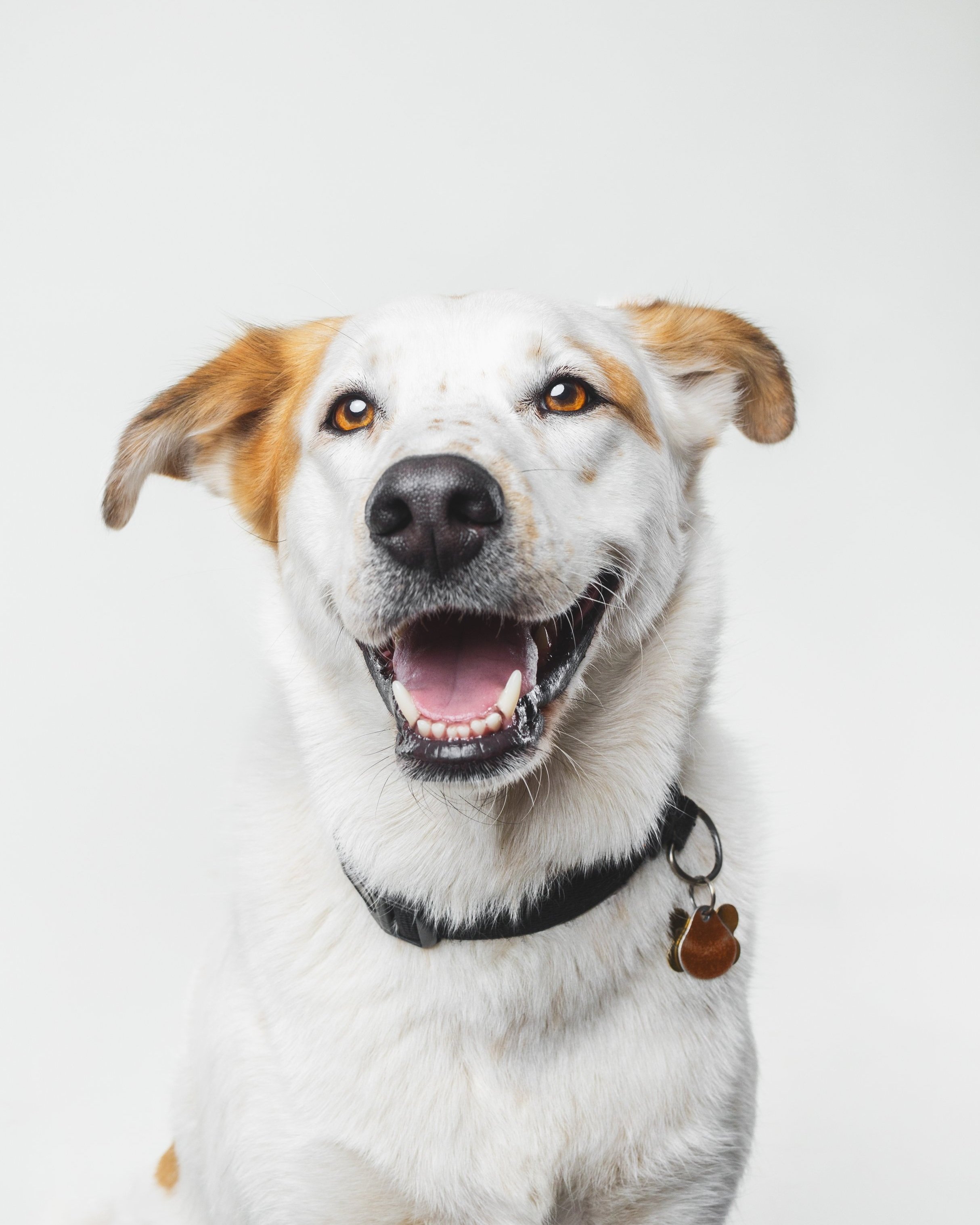 DOGS 2024 March 21 -6706.jpg
