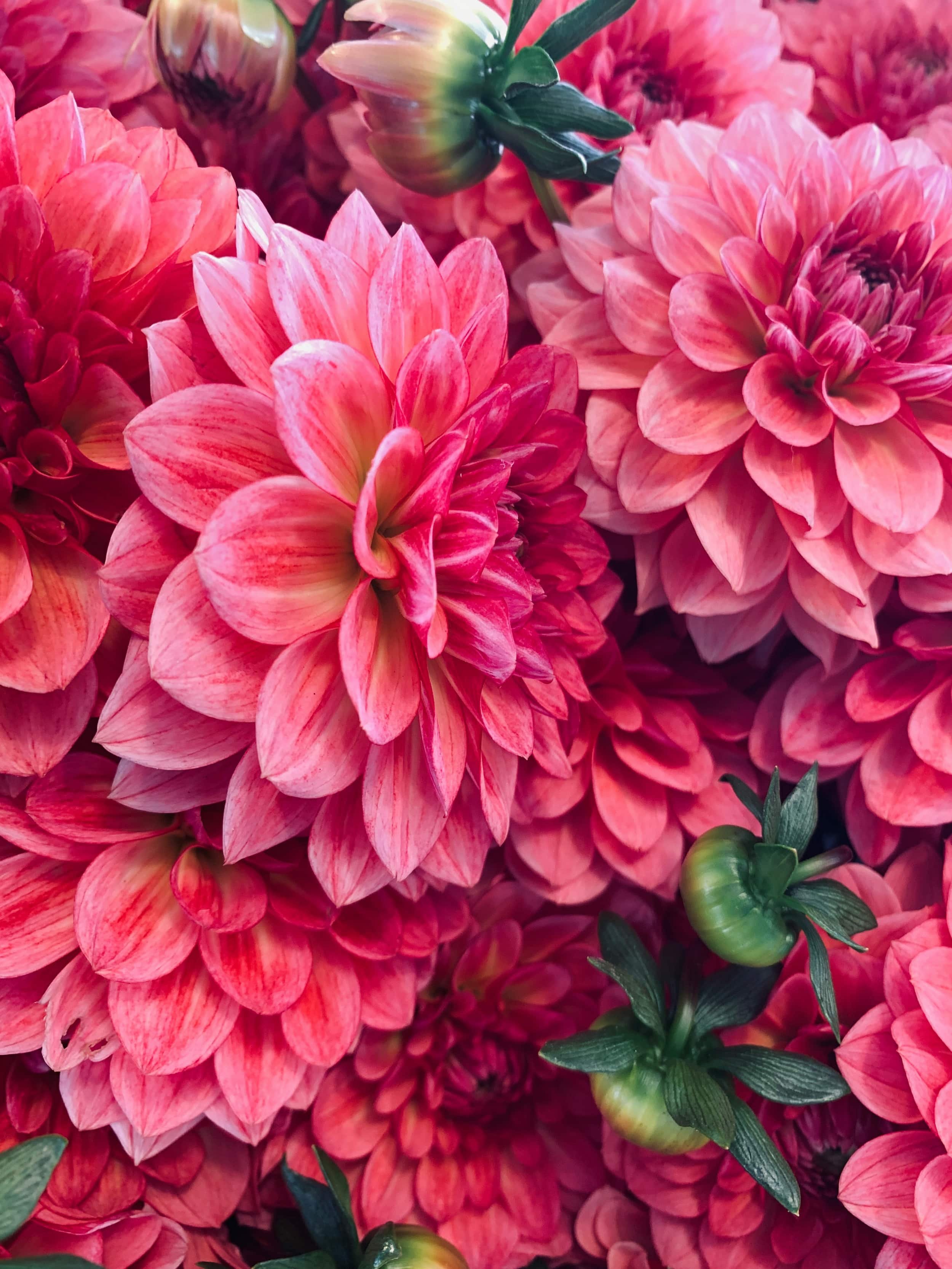 blumen-optimieren.jpg