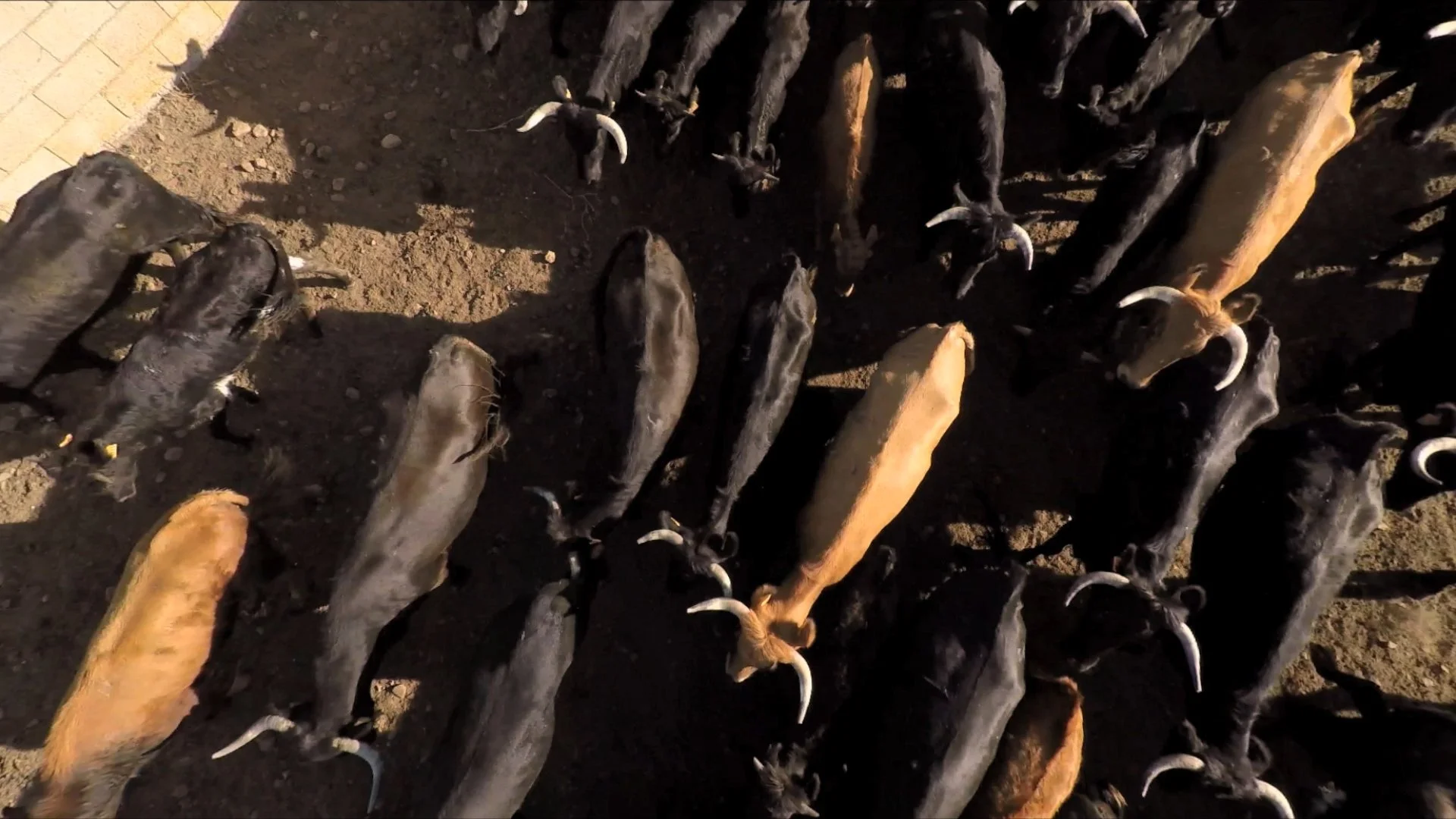 toro still_1.1.1.jpg