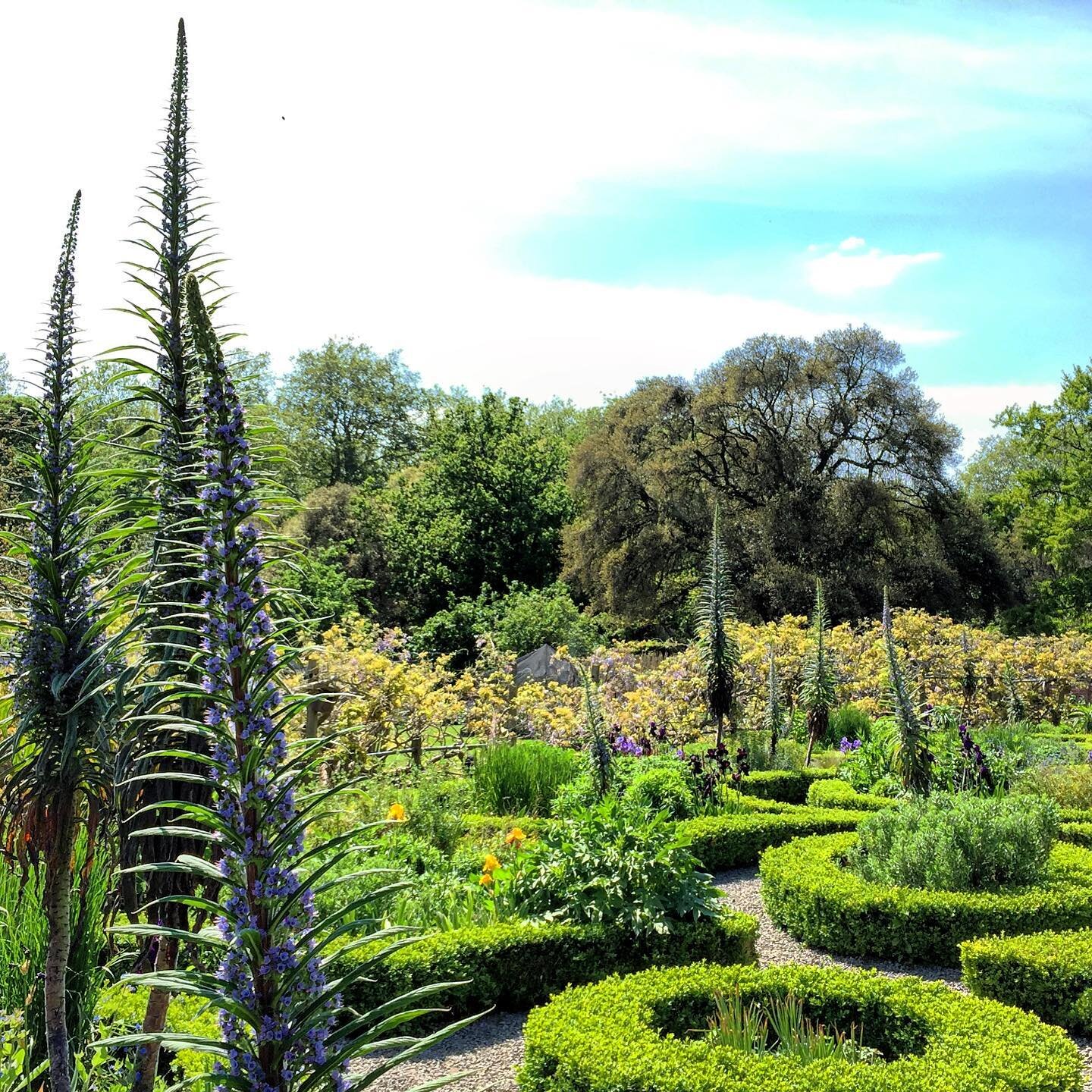 A trot through Fulham Palace Gardens today. One second busy streets of London the next paradise. 
These Echium Pipinana Blue Steeple (Vipers-Bugloss)  originally came from the Canary Isles brought over by a Bishop from understanding. Yes, the tall on